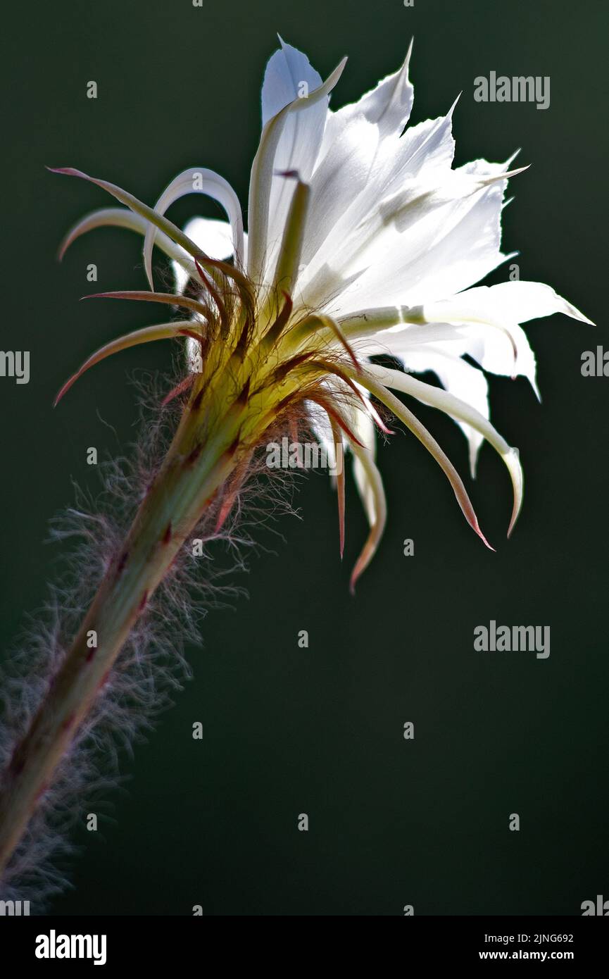 Fiori, cactus fiorito, echinopsis oxygona ibrido. Foto Stock