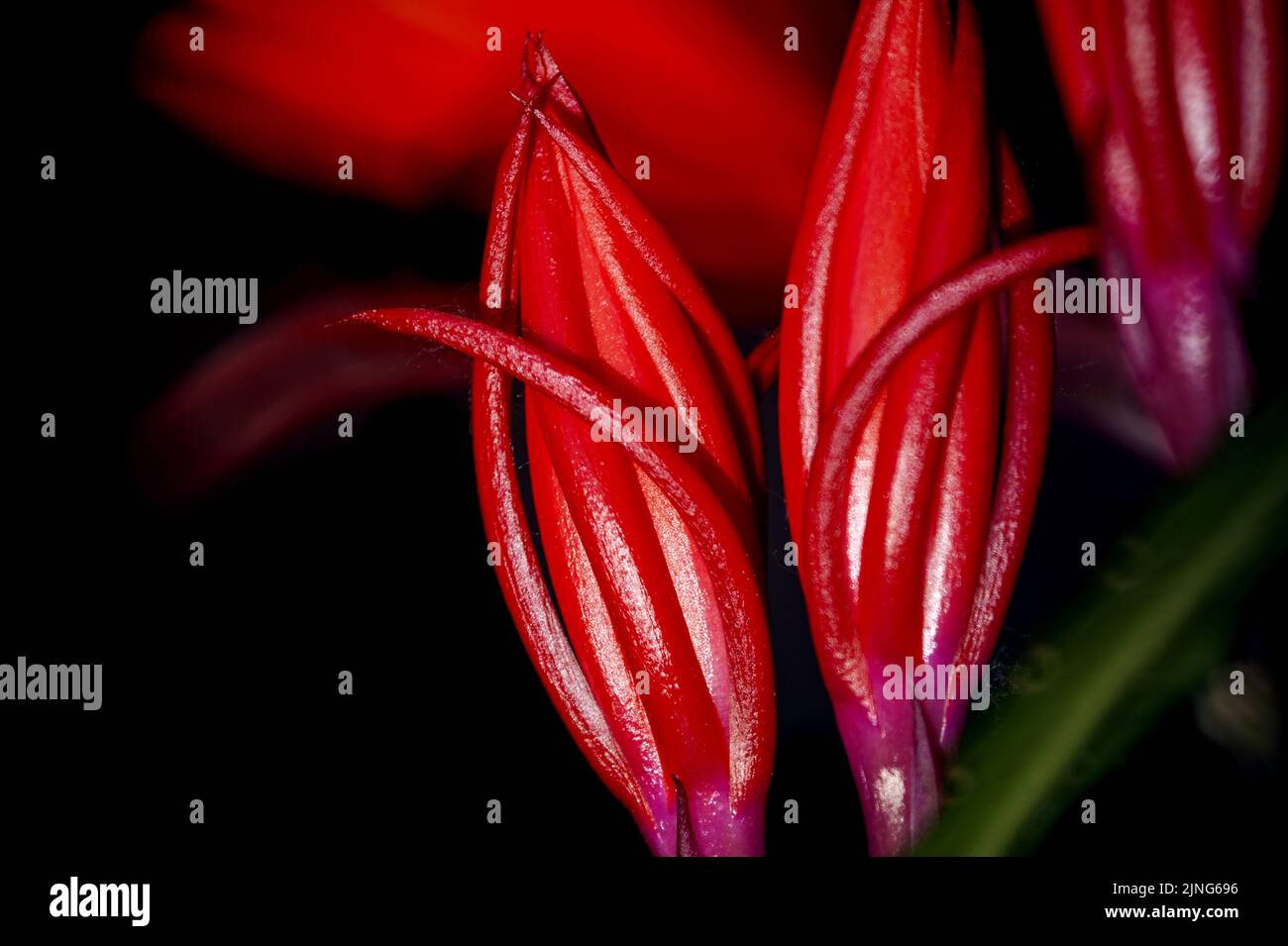 Fiori, Epiphyllum. Foto Stock