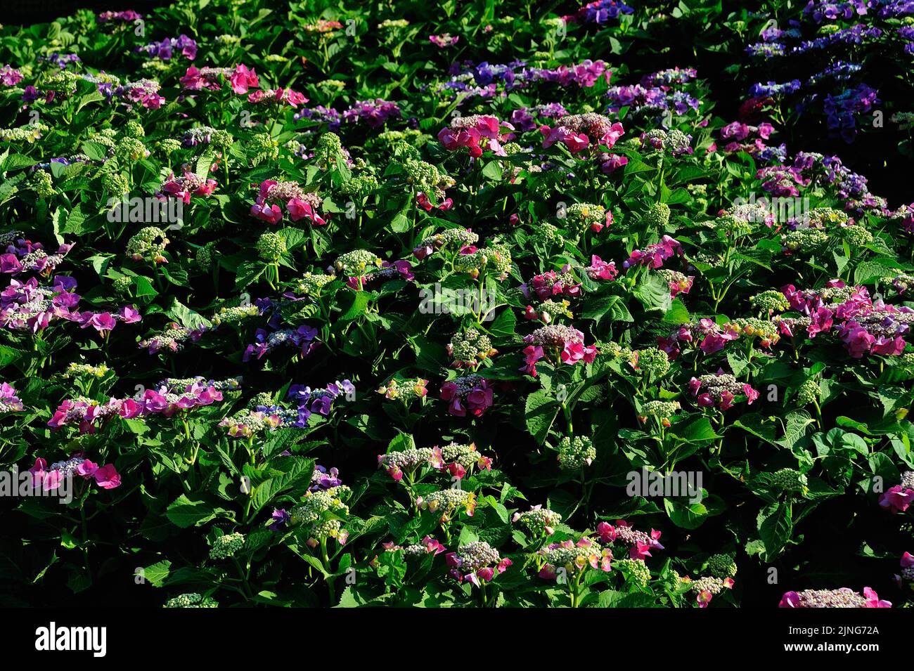 Fiori, ortensie. Foto Stock