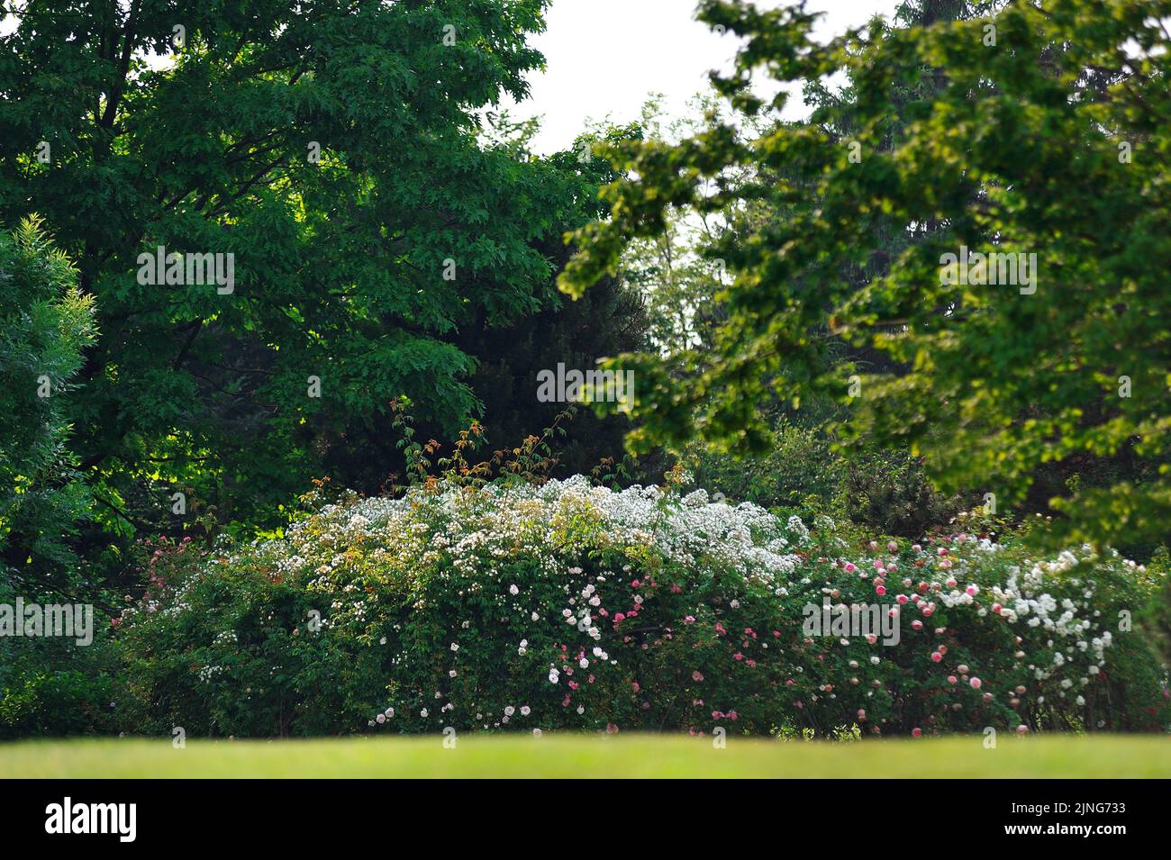 Fiori, il gazebo rosa. Foto Stock