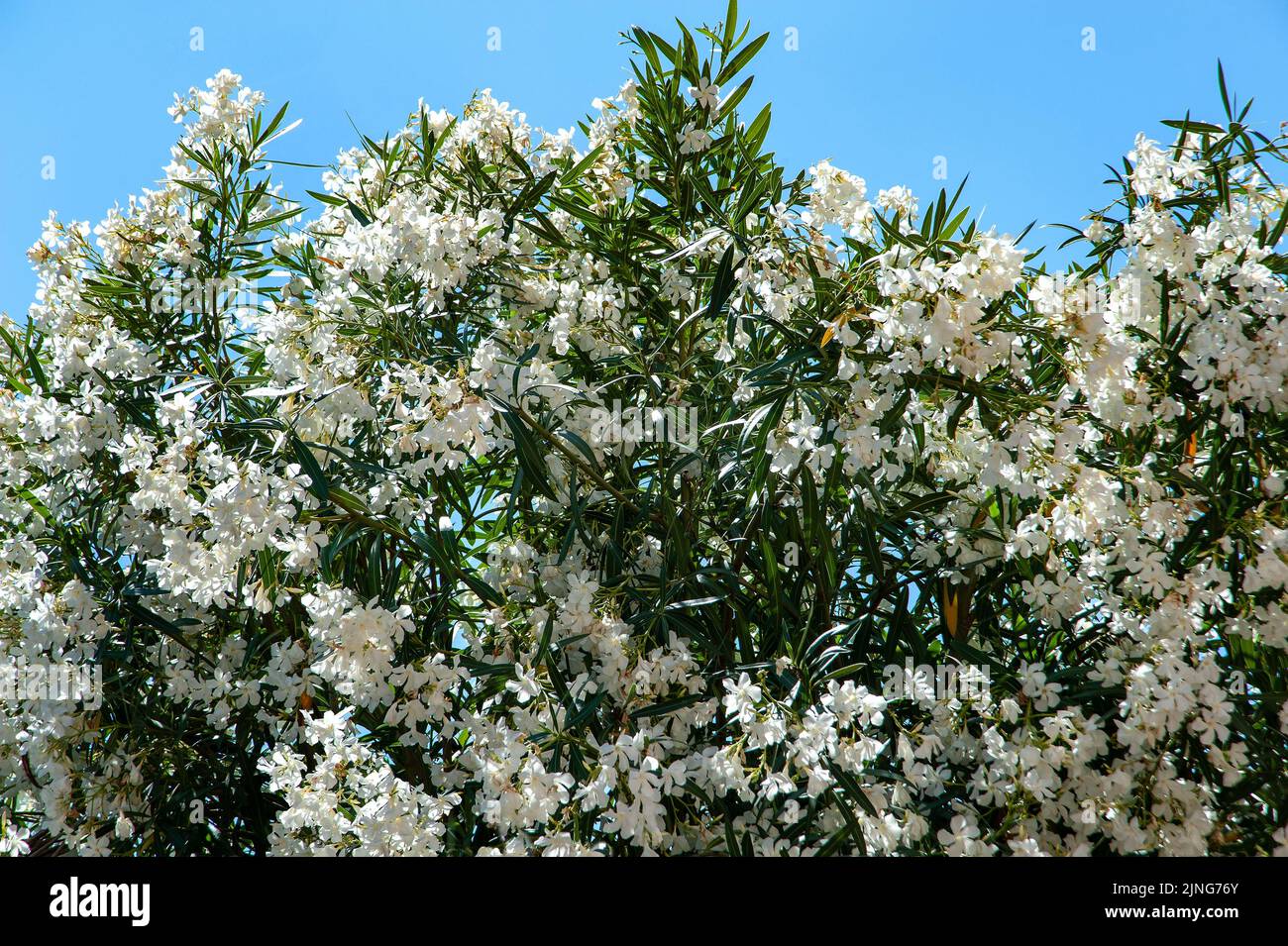 Giardini, fiori, Oleander. Foto Stock