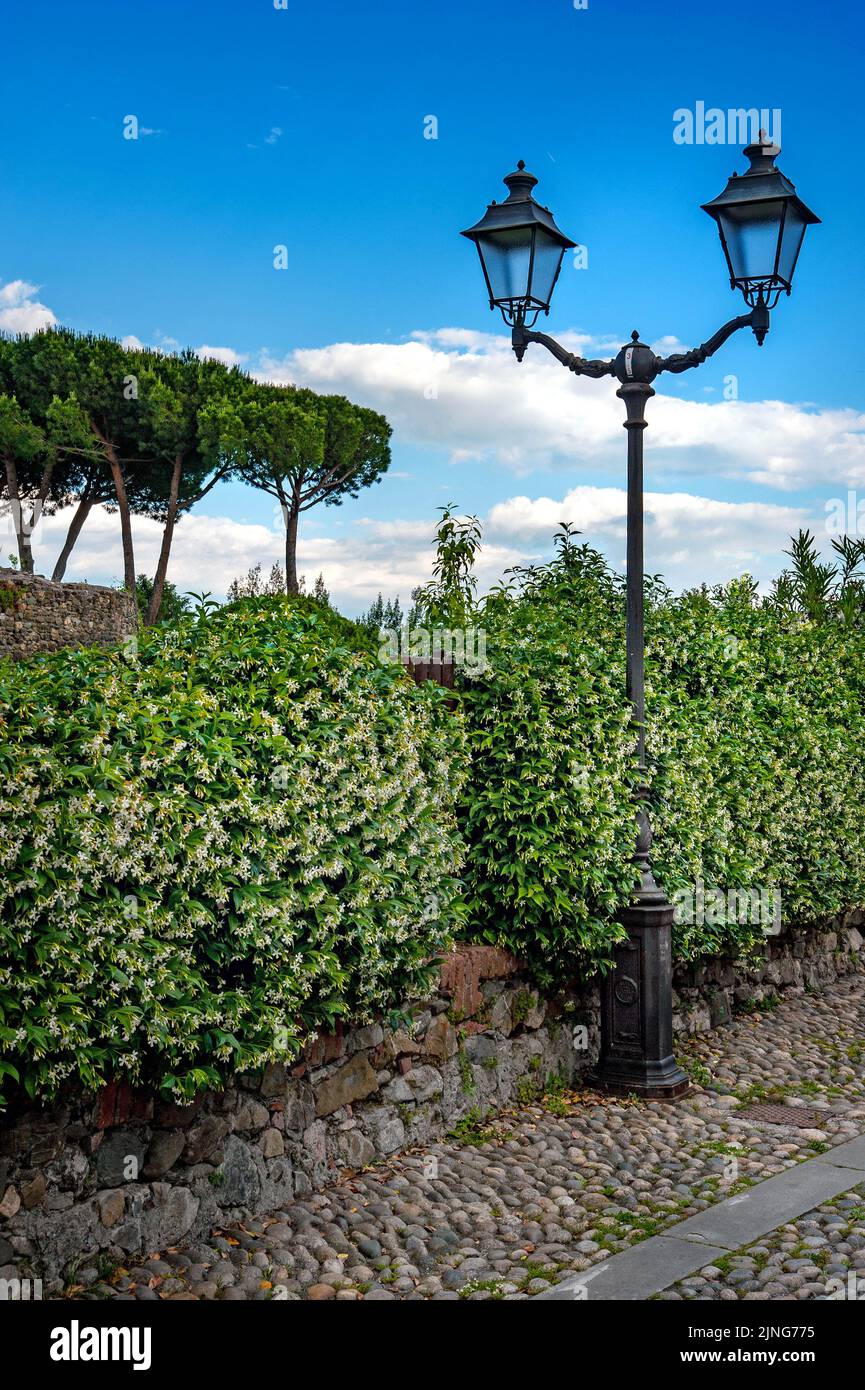 Fiori, gelsomino. Foto Stock