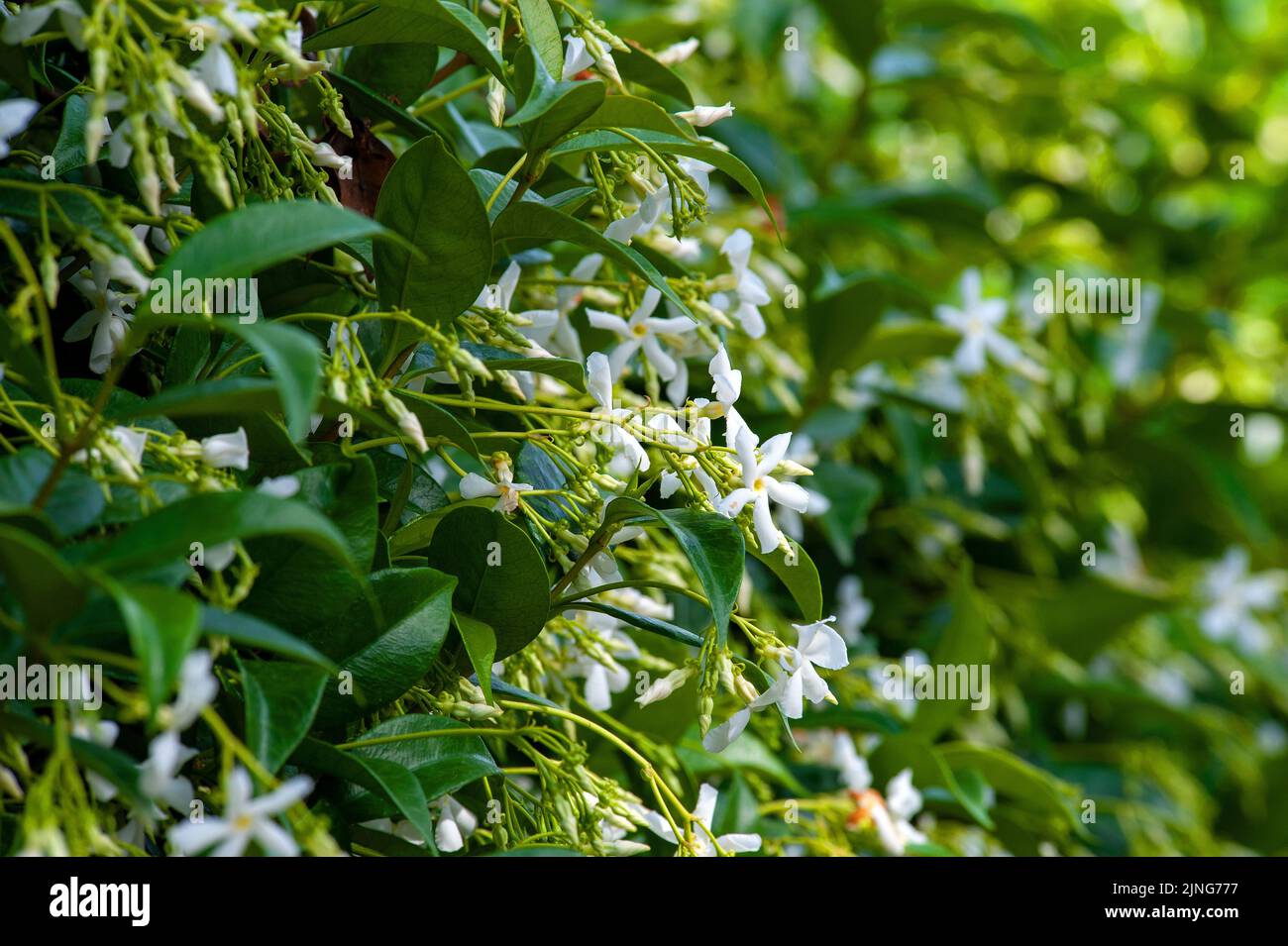 Fiori, gelsomino. Foto Stock