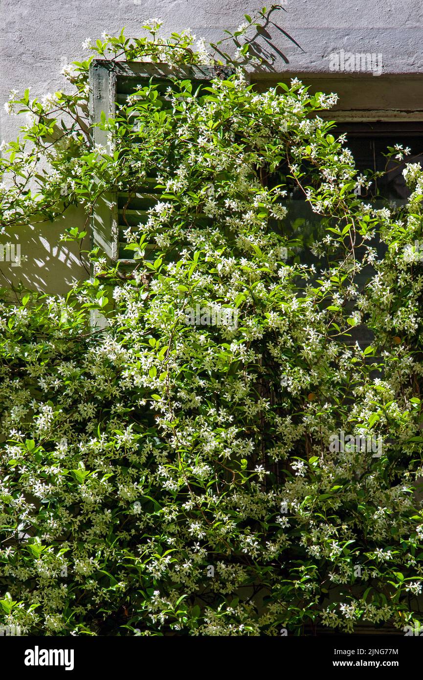 Fiori, gelsomino, Jasminum, famiglia Oleaceae, gelsomino da arrampicata, gelsomino evergreen, piante ornamentali, siepe, profumo, fragranza, Cosmetici, aroma, tè, tisane, infusi., estate, bianco, verde, finestre. Foto Stock