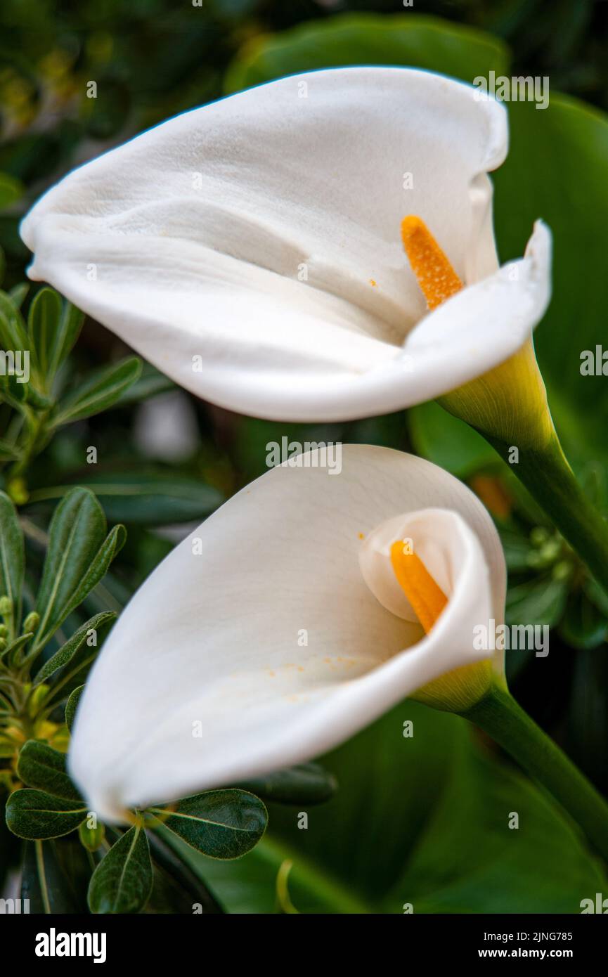 Fiori, Calle, Zantedeschia. Foto Stock