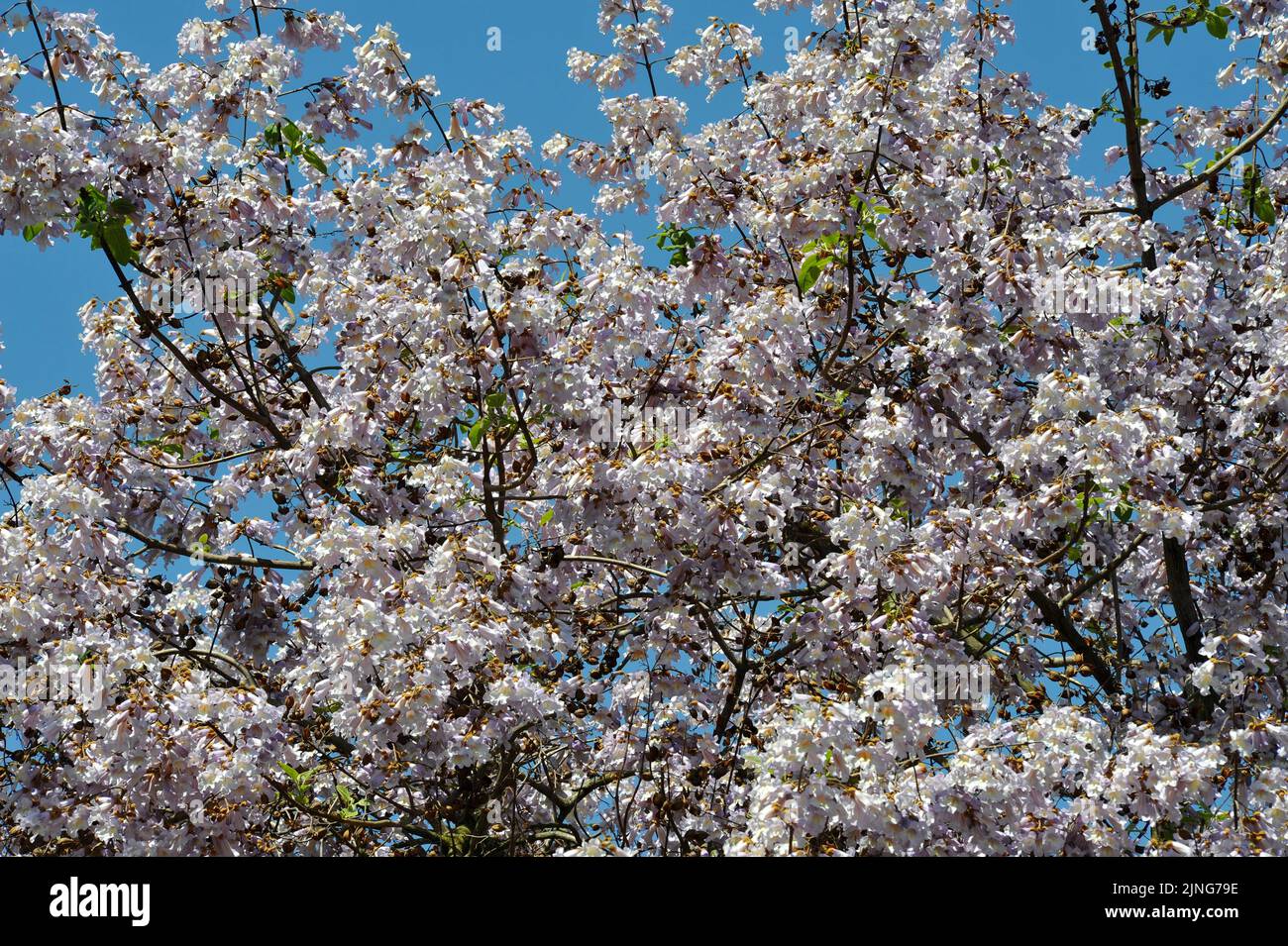 Pianta, Paulownia Lilacina. Foto Stock