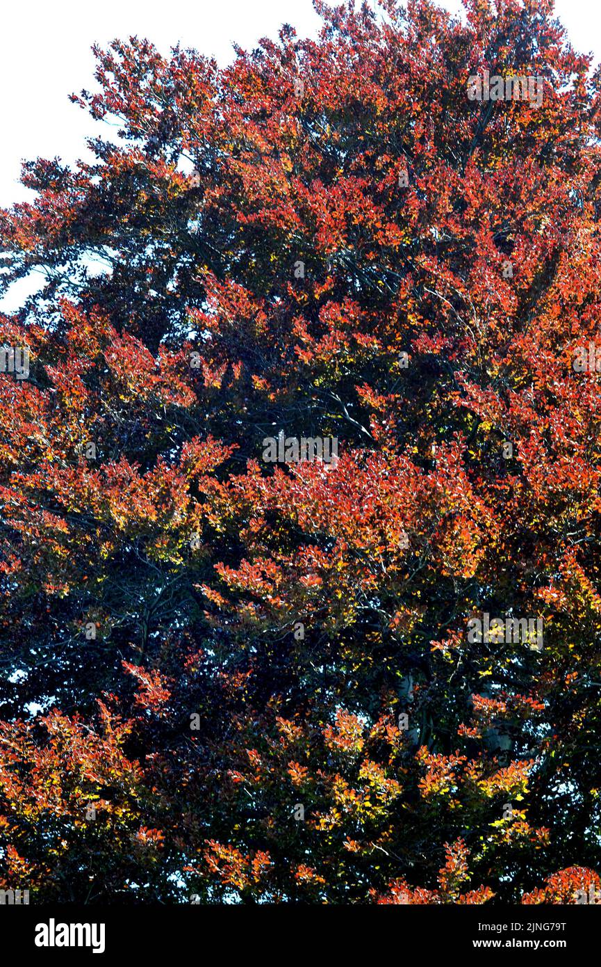 Pianta, Faggio Rosso, Fagus Sylvatica Roseo Marginata. Foto Stock