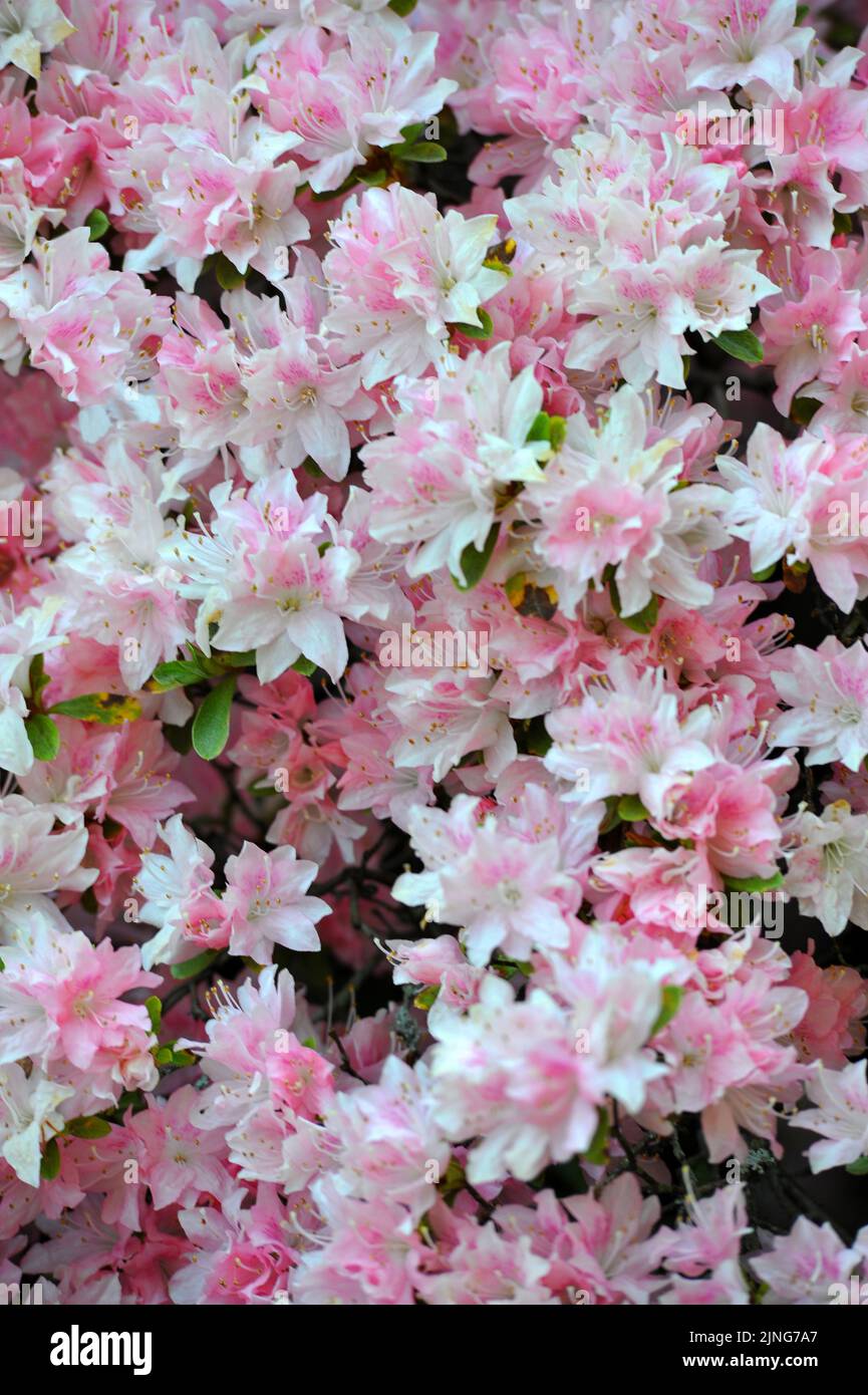 Fiori, rododendro. Foto Stock