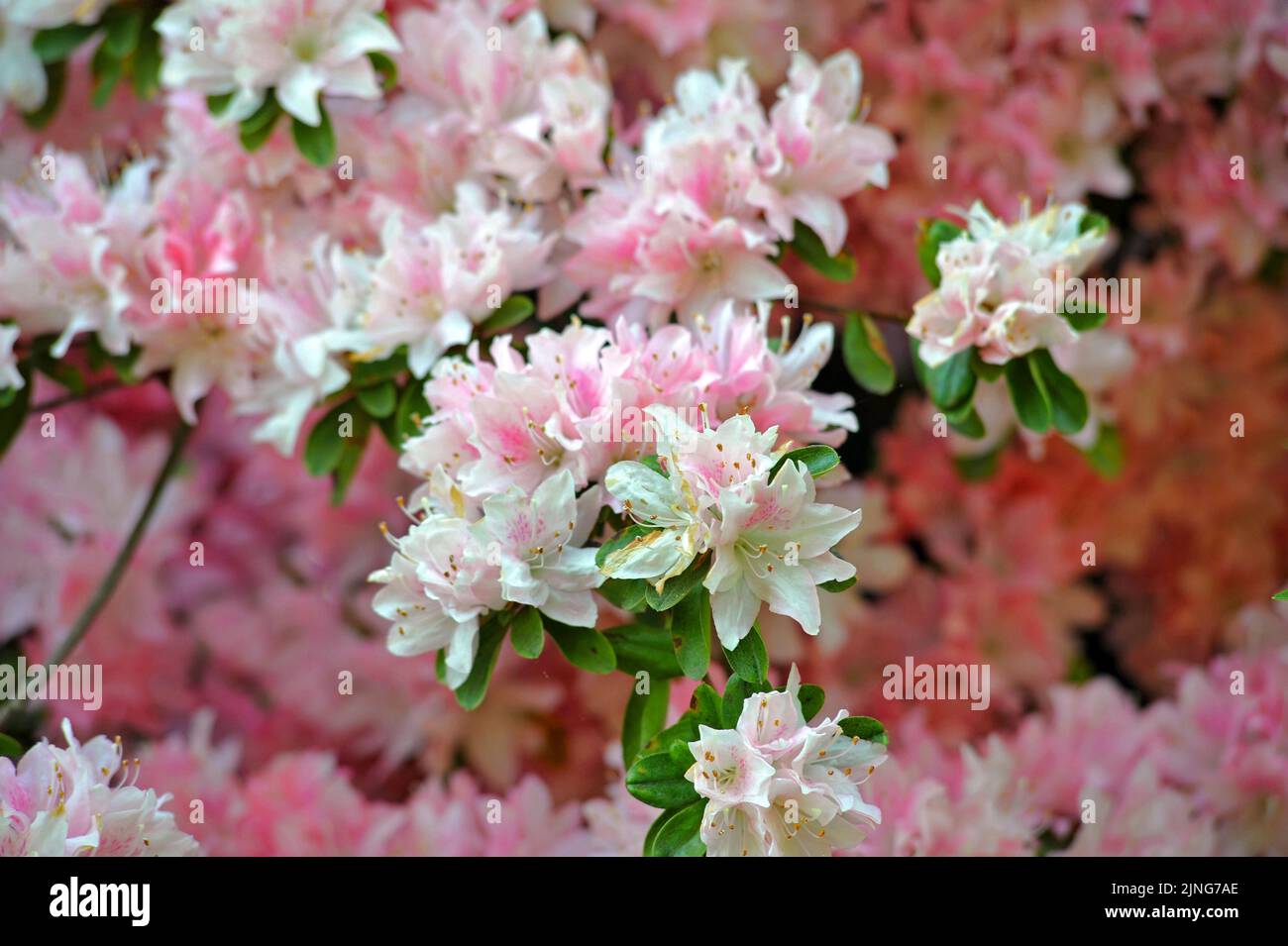 Fiori, rododendro. Foto Stock