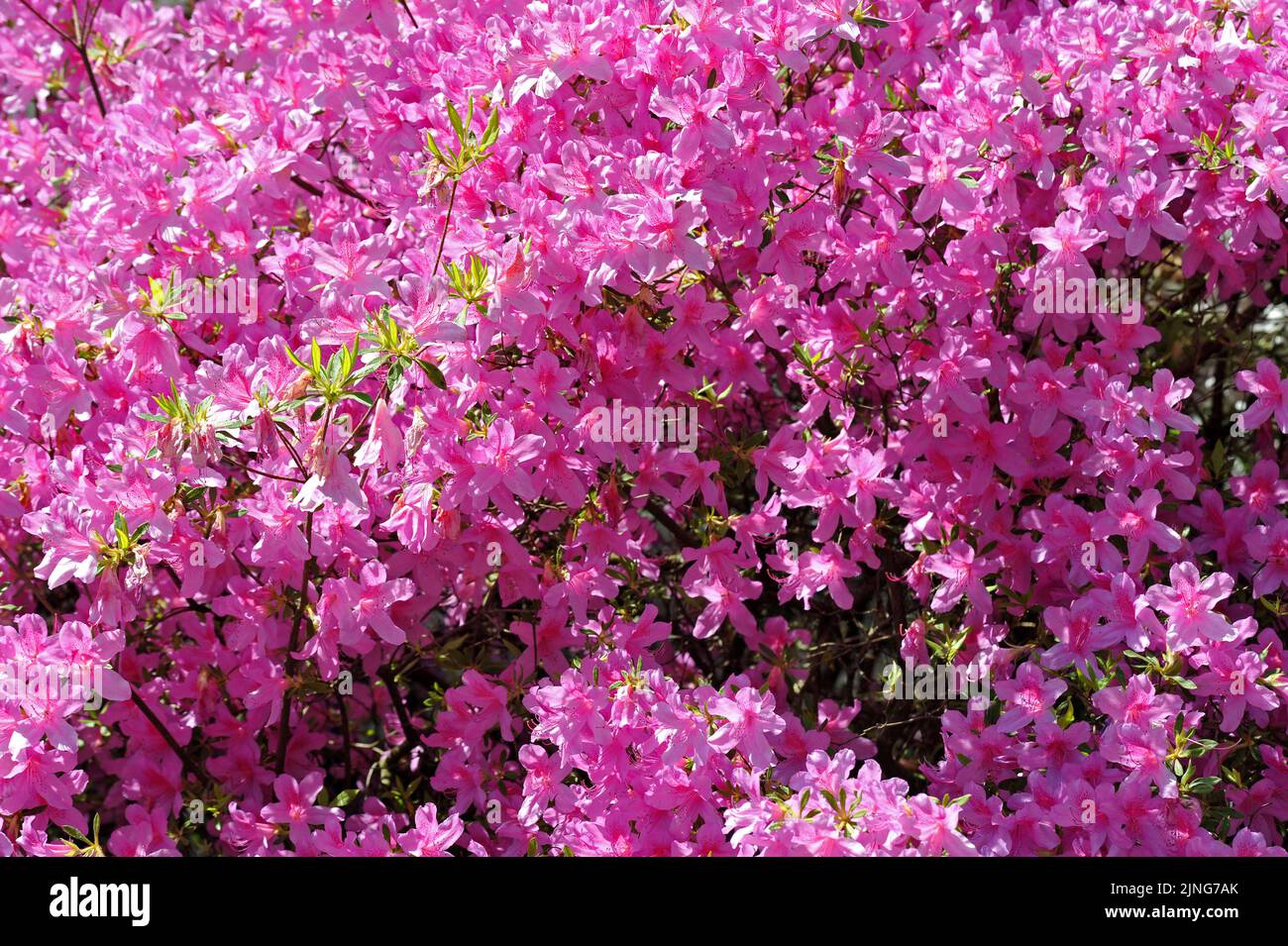 Fiori, rododendro. Foto Stock