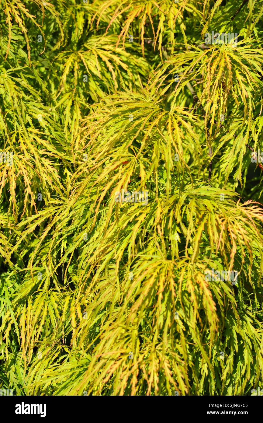 Pianta, acero palmate, acero giapponese. Foto Stock