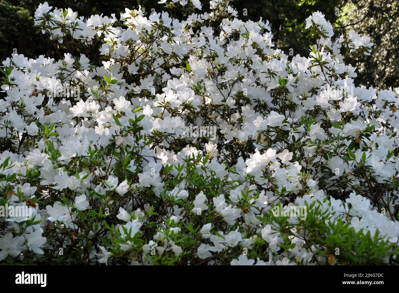 Fiori, rododendro. Foto Stock