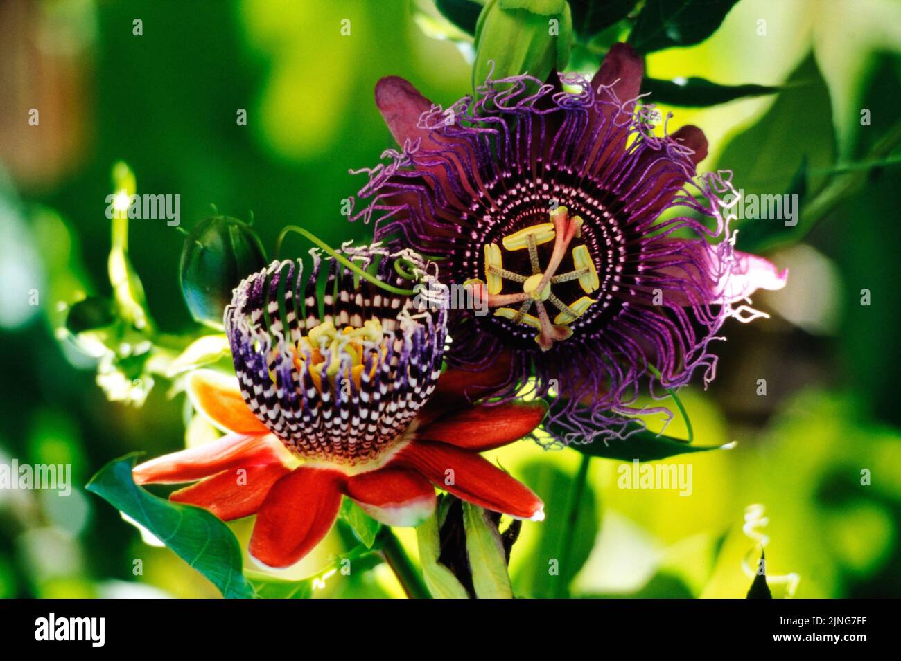 Fiori, Passionflower, Passiflora incenso, Passiflora alata. Foto Stock