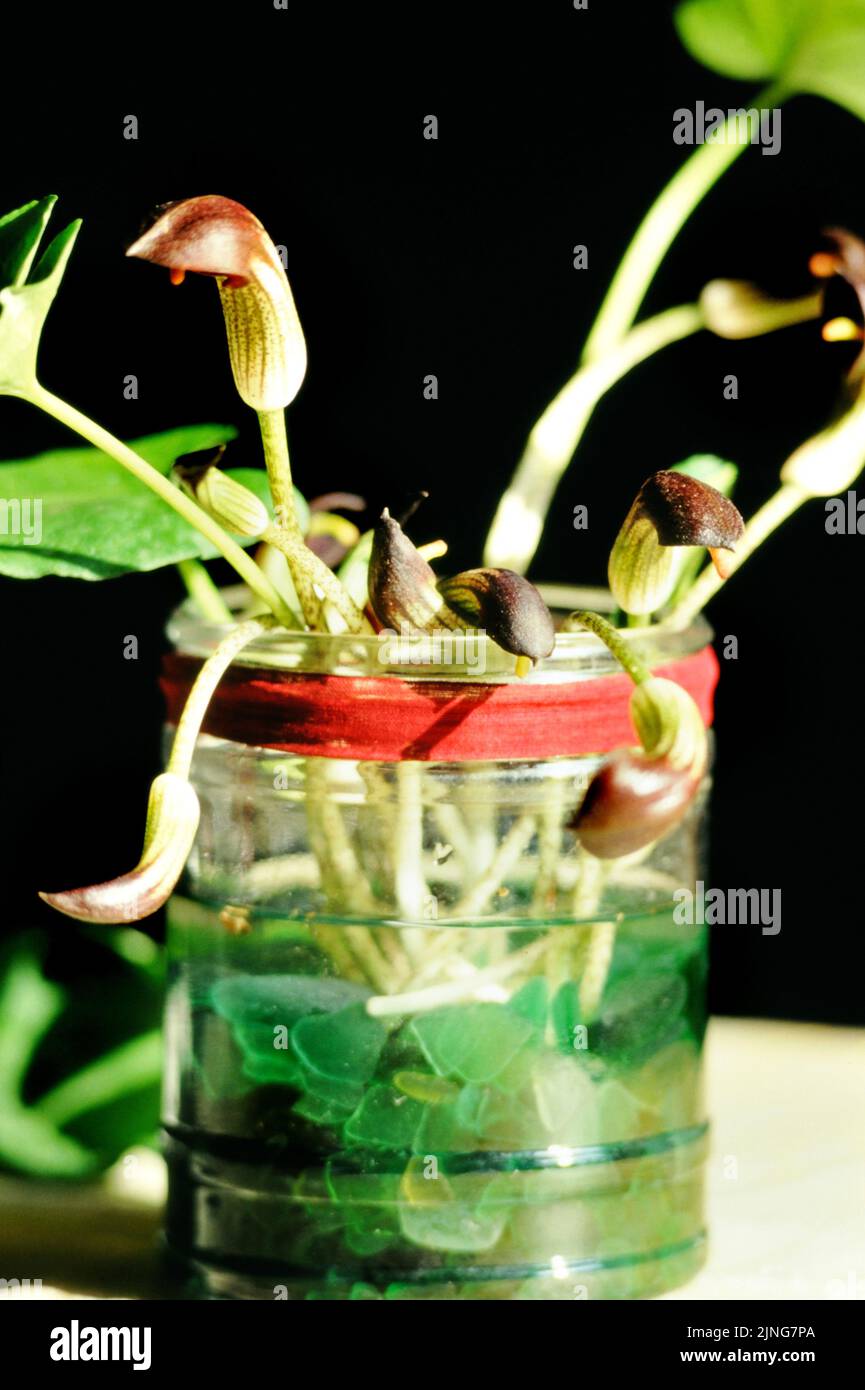 Vaso con orchidee selvatiche Serapias. Foto Stock