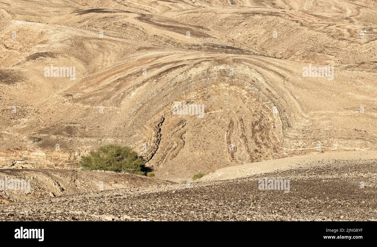 Grande albero di acacia nel wadi sotto una formazione anticlinica naturalmente esposta di calcare e chert sulla strada delle spezie in Arava in Israele Foto Stock