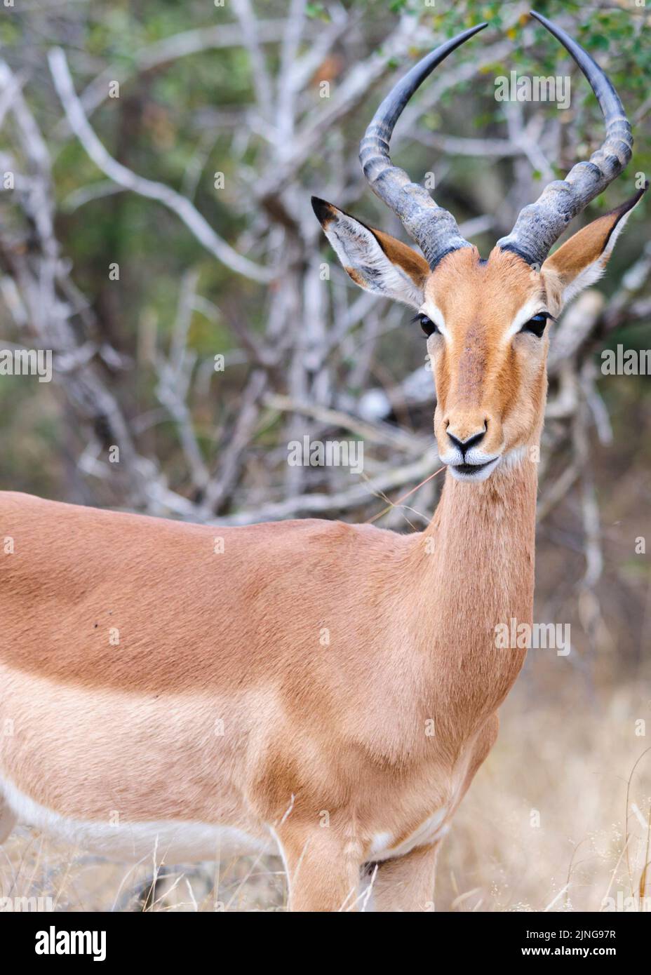 Singola Impala nel suo habitat naturale, Sudafrica, osservazione della fauna selvatica nel suo habitat Foto Stock