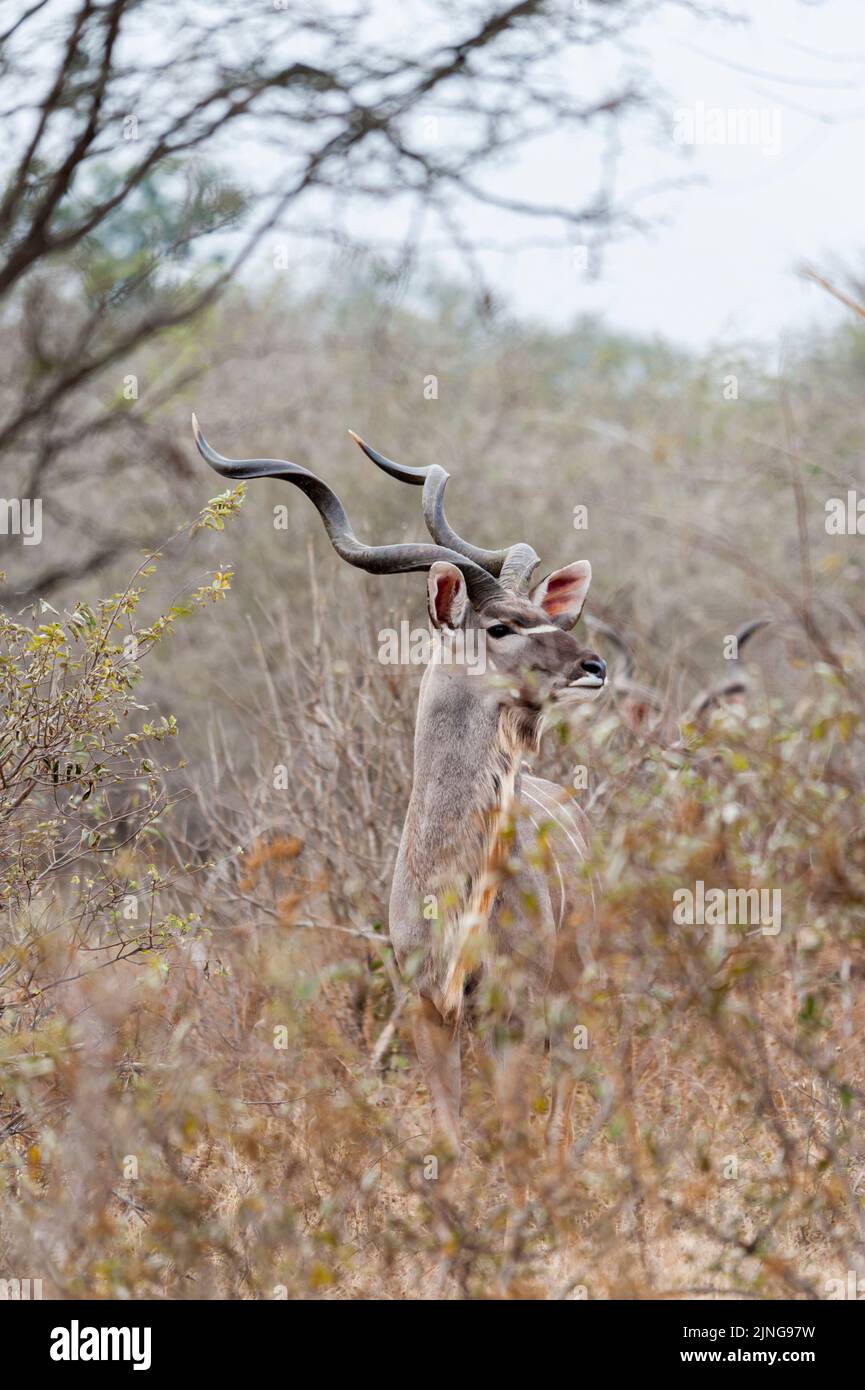 Singolo Kudu nel suo habitat, Sud Africa, osservazione della fauna selvatica Foto Stock