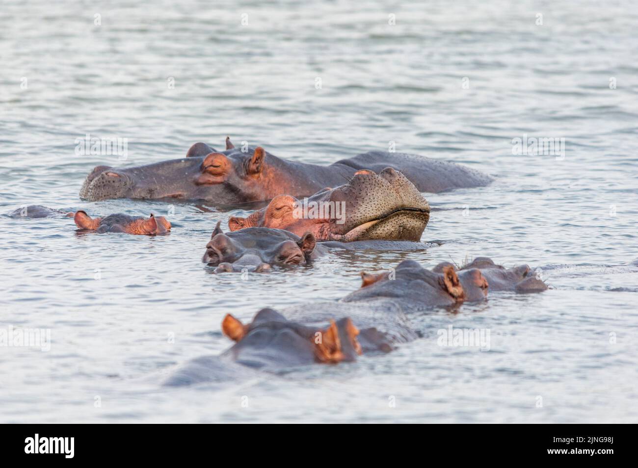 Ippopotamo che dorme in acqua con i coetanei, lago di Santa Lucia, Sudafrica. Osservazione della fauna selvatica in habitat naturale Foto Stock