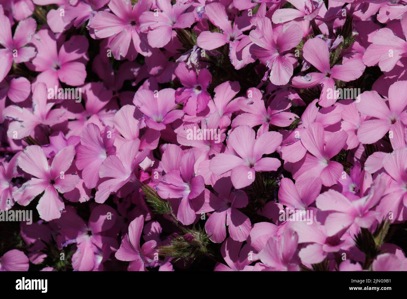 La fioritura rosa determina le infiorescenze di Cyme di Linanthus Californicus, Polemoniaceae, subshrub nativo nelle montagne di San Gabriel, Springtime. Foto Stock