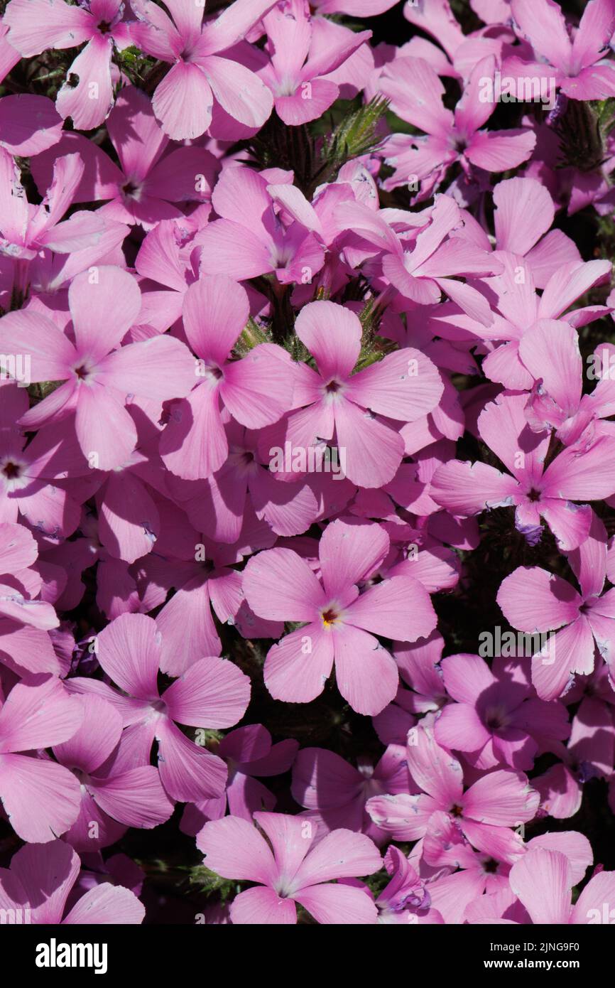 La fioritura rosa determina le infiorescenze di Cyme di Linanthus Californicus, Polemoniaceae, subshrub nativo nelle montagne di San Gabriel, Springtime. Foto Stock