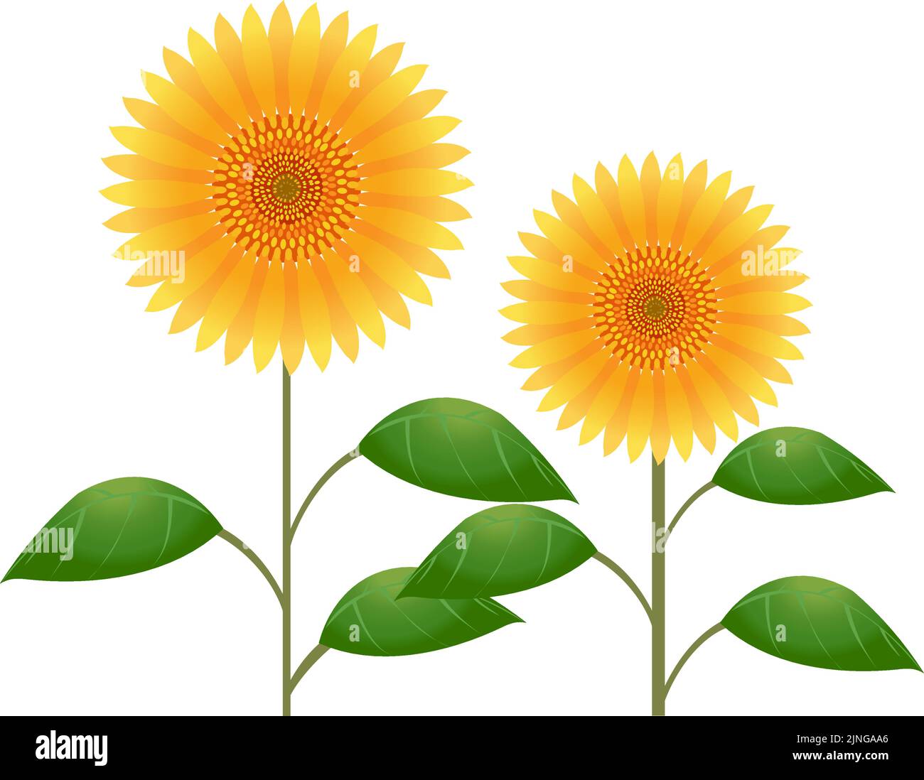 Illustrazione di due girasoli, senza sfondo Illustrazione Vettoriale