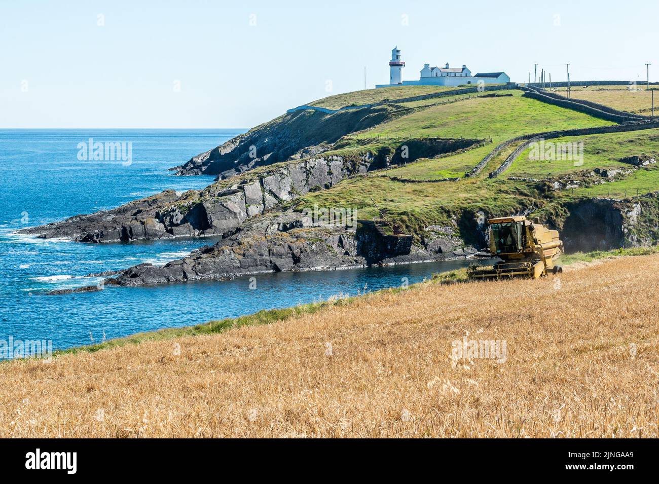 Galley Head, West Cork, Irlanda. 11th ago, 2022. L'orzo della distilleria Clonakilty viene raccolto sotto lo sguardo del faro di Galley Head, West Cork. John Hayes Agri ha trascorso la giornata a raccogliere l'orzo con le mietitrebbia New Holland d'epoca. L'orzo verrà utilizzato nel whisky, nella vodka e nel gin. Credit: AG News/Alamy Live News Foto Stock