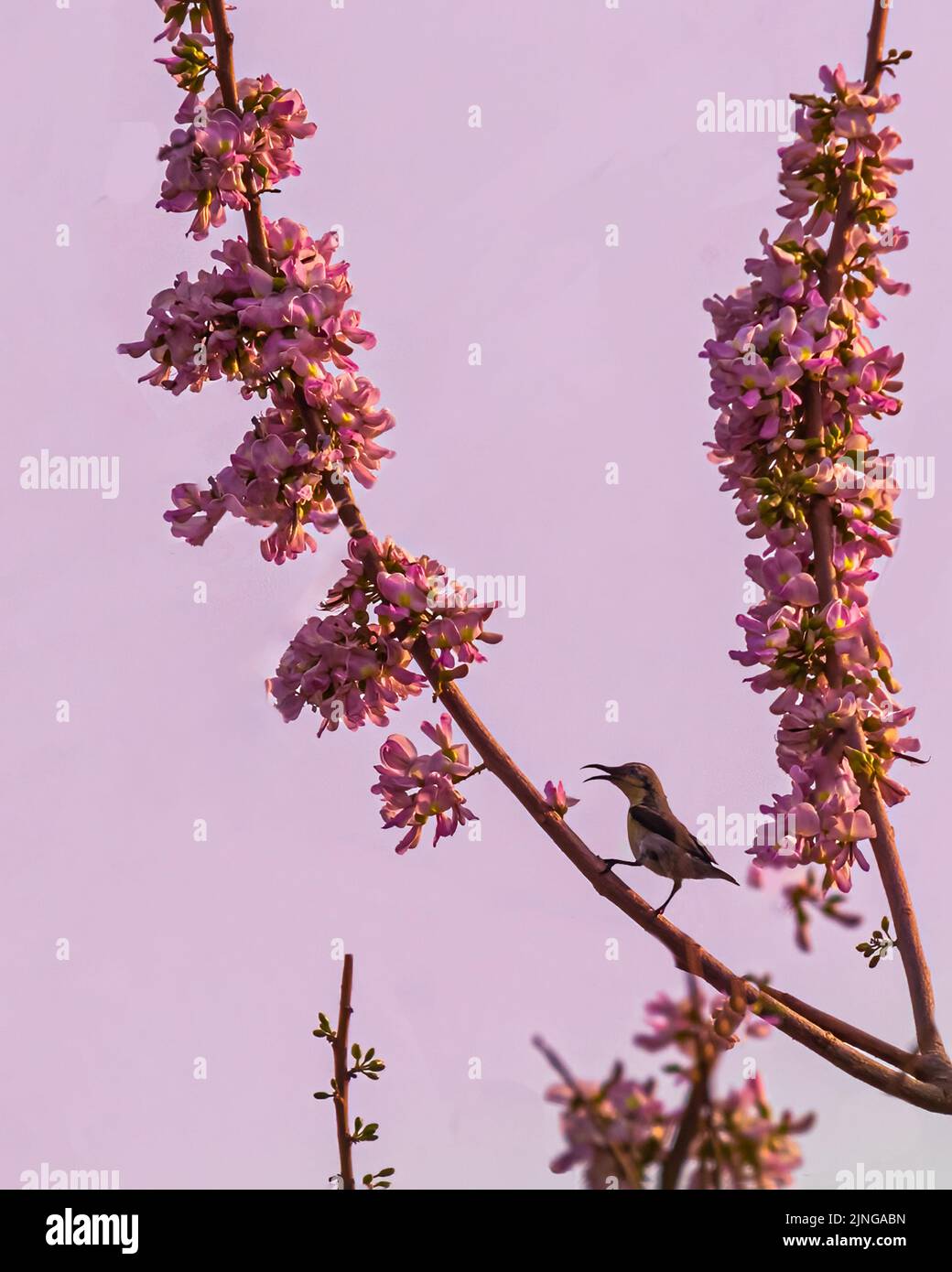 Un uccello sole in una compagnia di fiori rosa su un albero Foto Stock