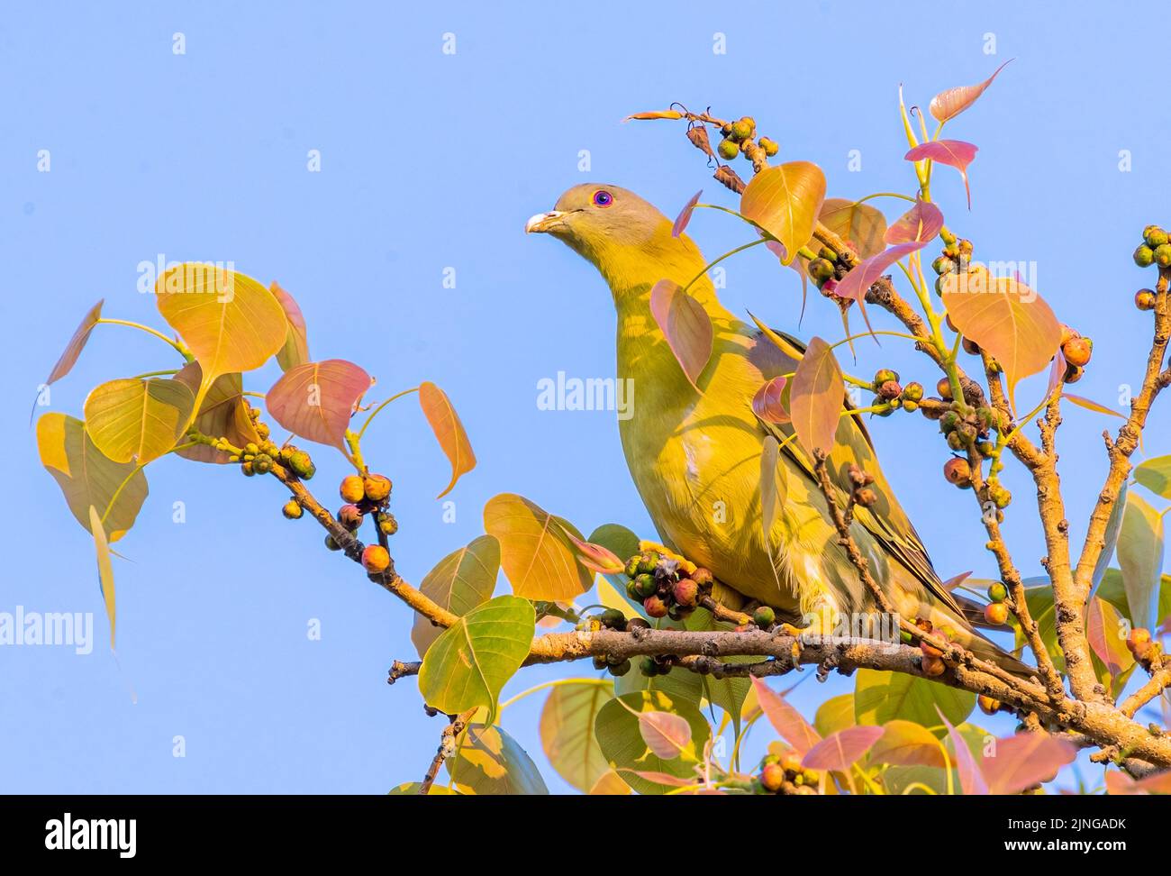 Piccione verde a zampe gialle su un albero in cerca di cibo Foto Stock