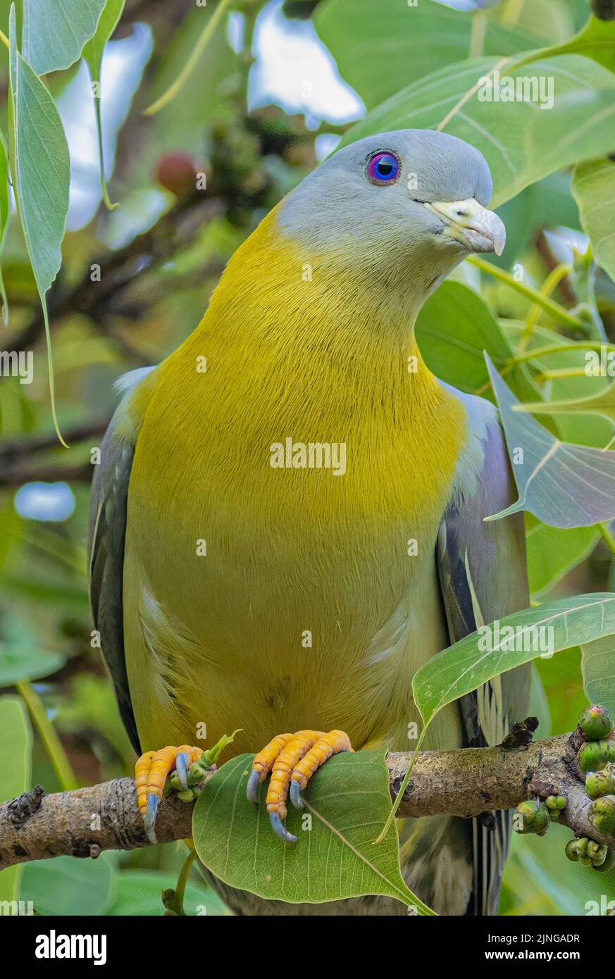 Pigeon verde dal piede giallo che guarda da un albero Foto Stock