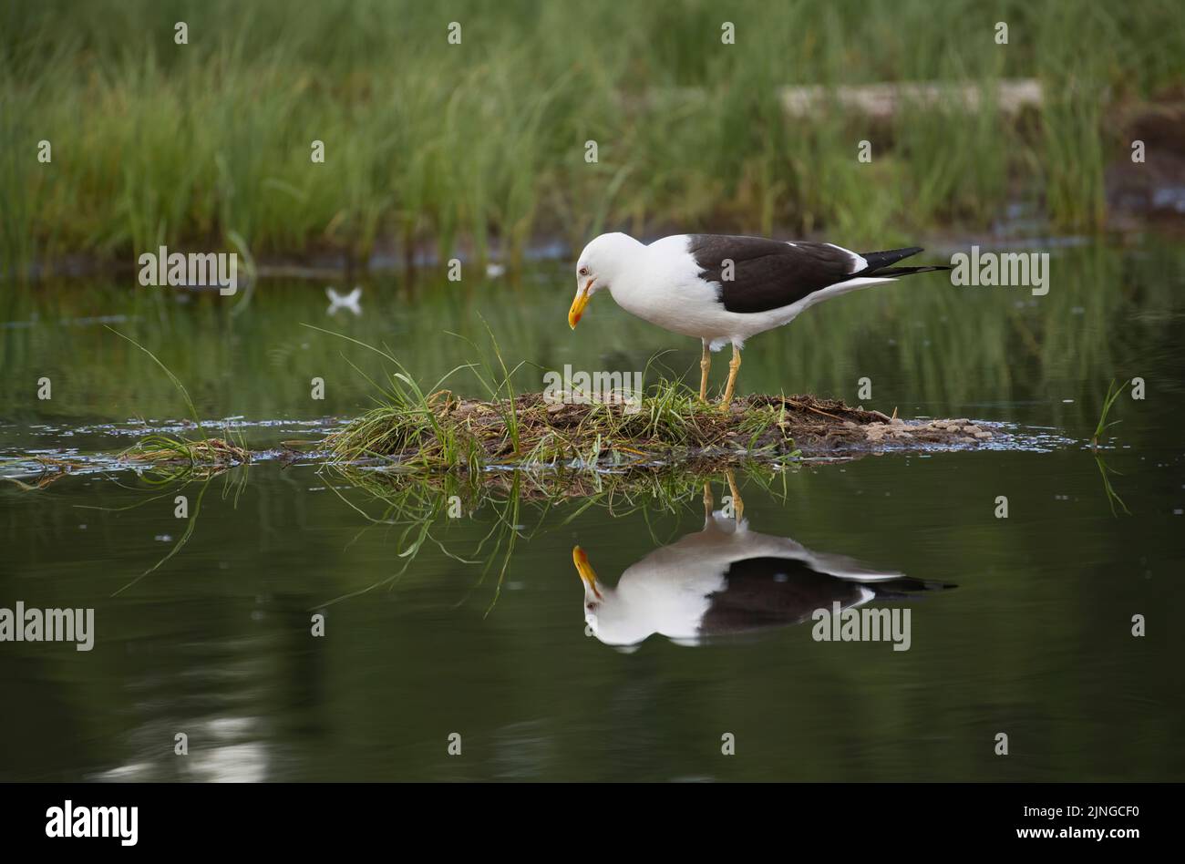 In estate, su un isolotto in un lago Finish, si trova un gabbiano meno nero (Larus fuscus) Foto Stock