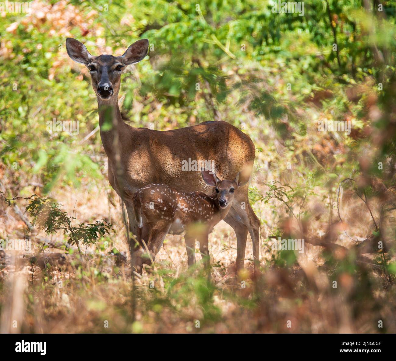 Cervi dalla coda bianca, fawn e madre, che si nascondono nei boschi in una calda giornata estiva in Texas Foto Stock