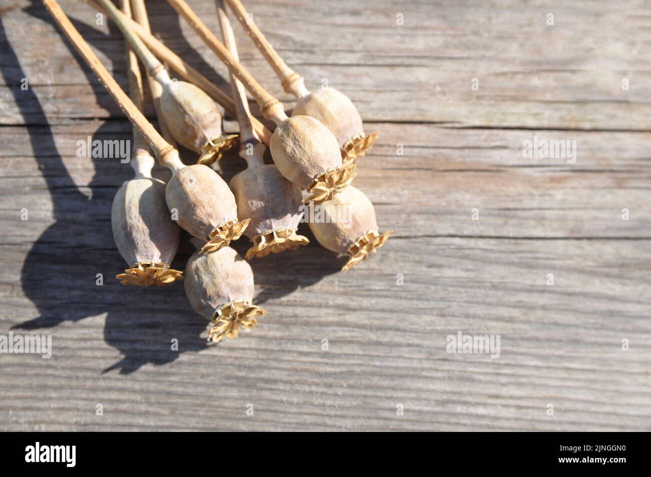 Bouquet di gambi di papavero secco con baccelli di semi su una superficie di legno. Papavero. Foto Stock