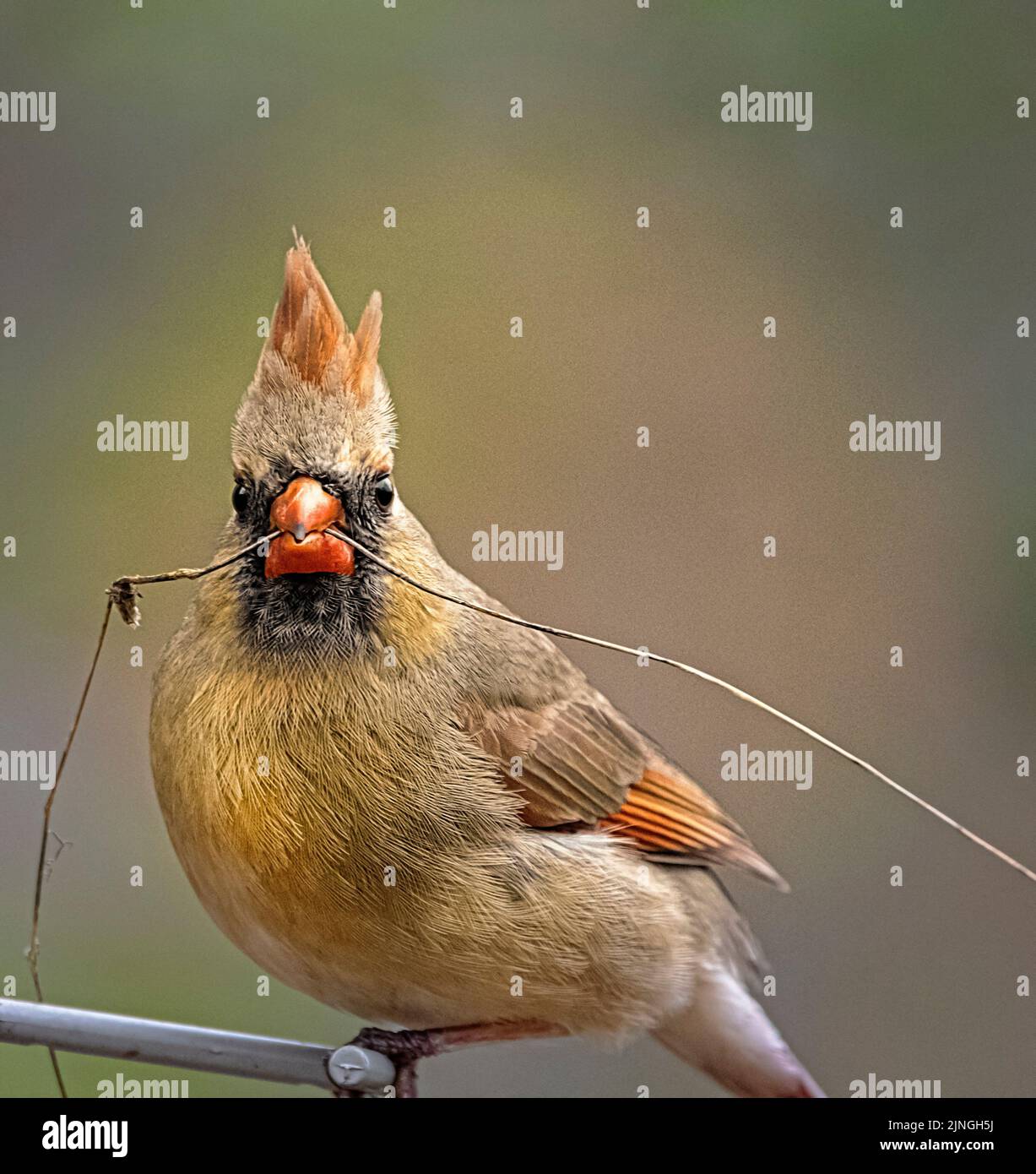 Splendido songbird cardinale che riposa negli alberi Foto Stock