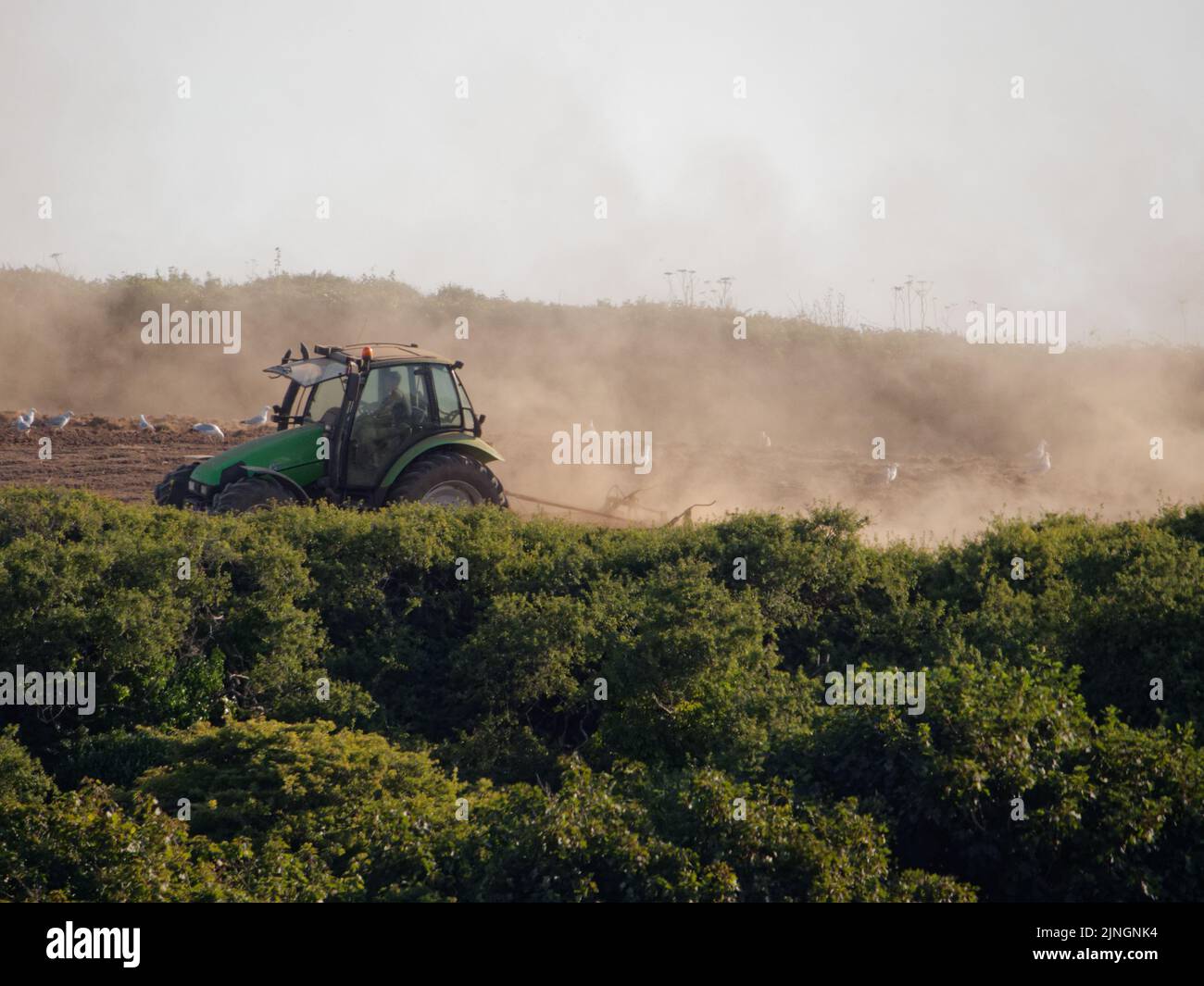 Meteo nel Regno Unito, Crantock, Cornwall, Regno Unito. Un coltivatore solleva grandi nubi di polvere dal suo suolo arido mentre erruce il terreno arato nella speranza di essere in grado di seminare raccolti. Venerdì l'Agenzia per l'ambiente si riunisce per decidere se introdurre condizioni di siccità sull'uso dell'acqua nel sud-ovest dell'Inghilterra. 11th agosto 2022. Robert Taylor Alamy Live News Foto Stock