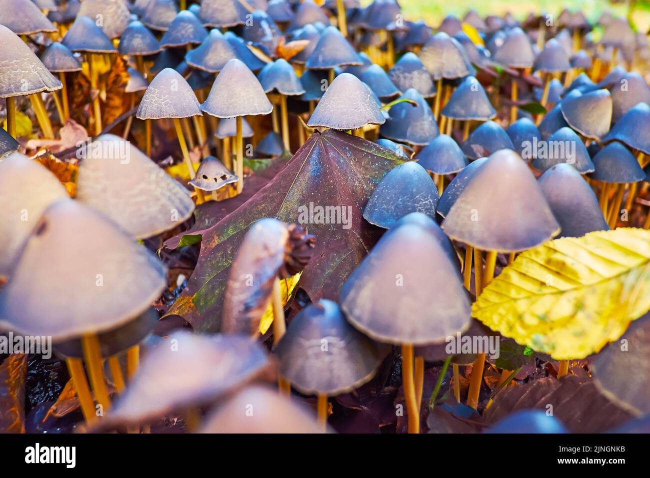 Il suggestivo prato autunnale con foglie cadute e funghi psilocybe semilanceata con il cappuccio scuro Foto Stock