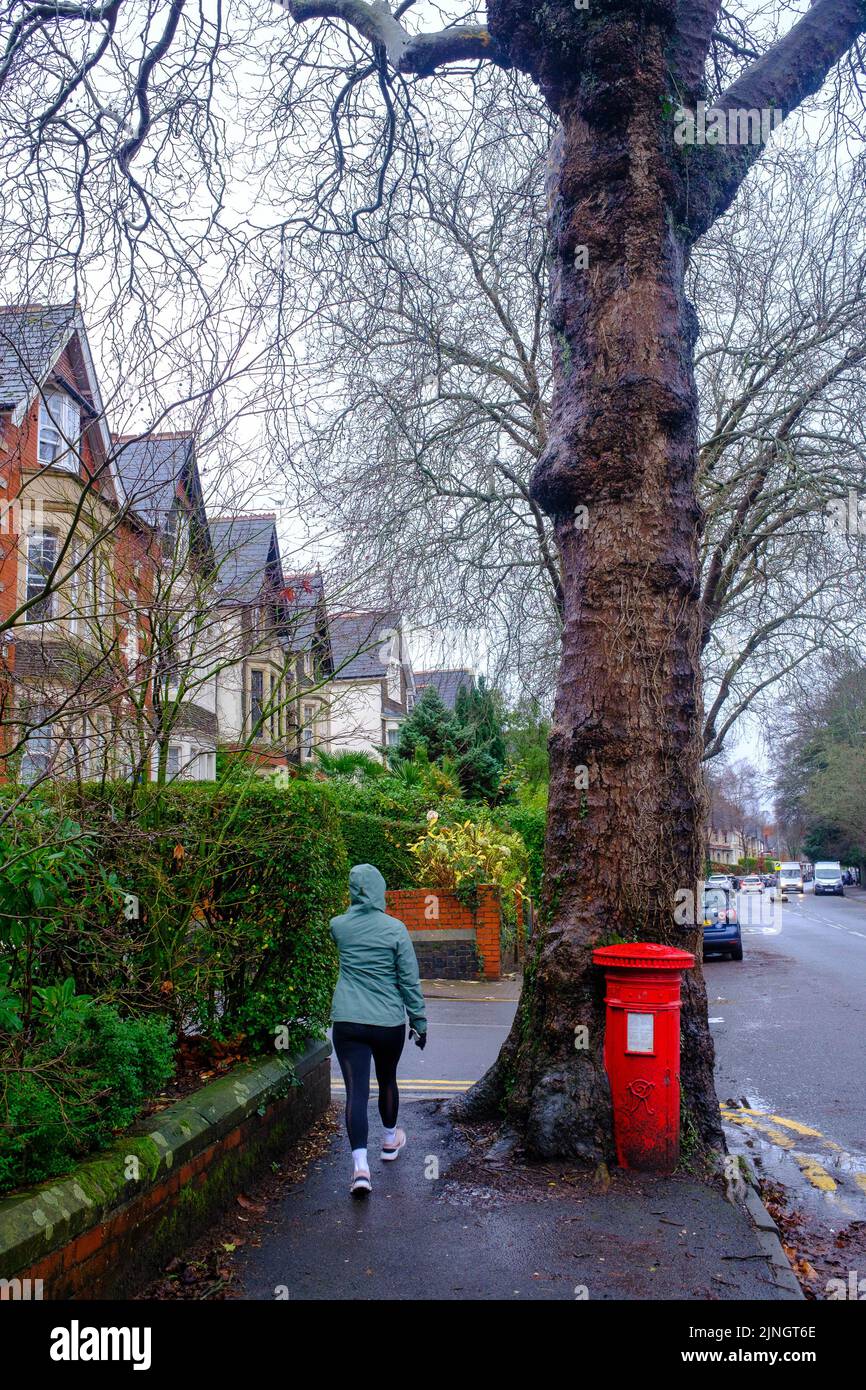 08.01.22 - Una cassetta postale elencata di grado II è stata smantellata dopo che un albero è cresciuto intorno ad essa, Ninian Road, Cardiff Foto Stock