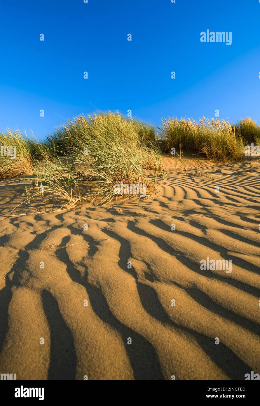 Erba marram in dune di sabbia, successione, sfondo sistema di dune UK Foto Stock