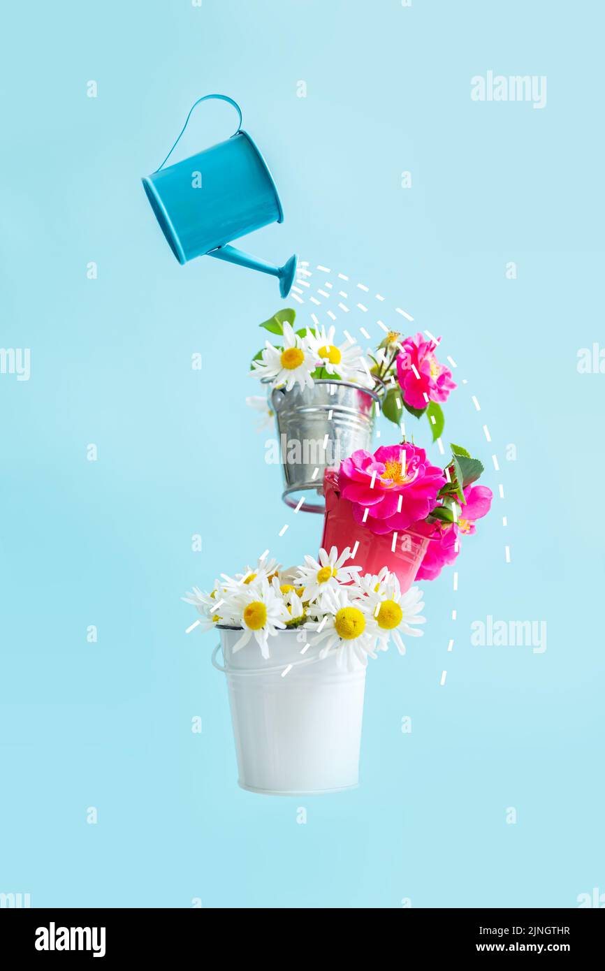 Fiori di camomilla e rosa canina in piccoli secchi. Composizione equilibrante, levitazione. Succulenta carta da parati estiva. Sfondo blu. Foto Stock