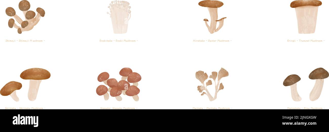 Gusto autunnale, semplice illustrazione dei funghi: Matsutake, Maitake, Shiitake e altre illustrazioni vettoriali set Illustrazione Vettoriale