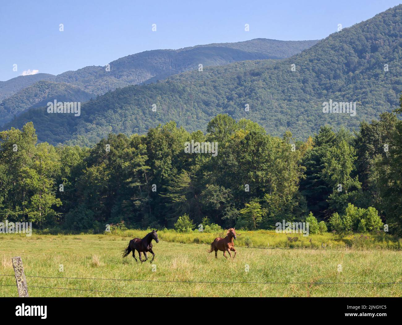 Due cavalli in corsa, prati verdi e catene montuose a Cades Cove nel Great Smoky Mountains National Park nel Tennessee, Stati Uniti Foto Stock