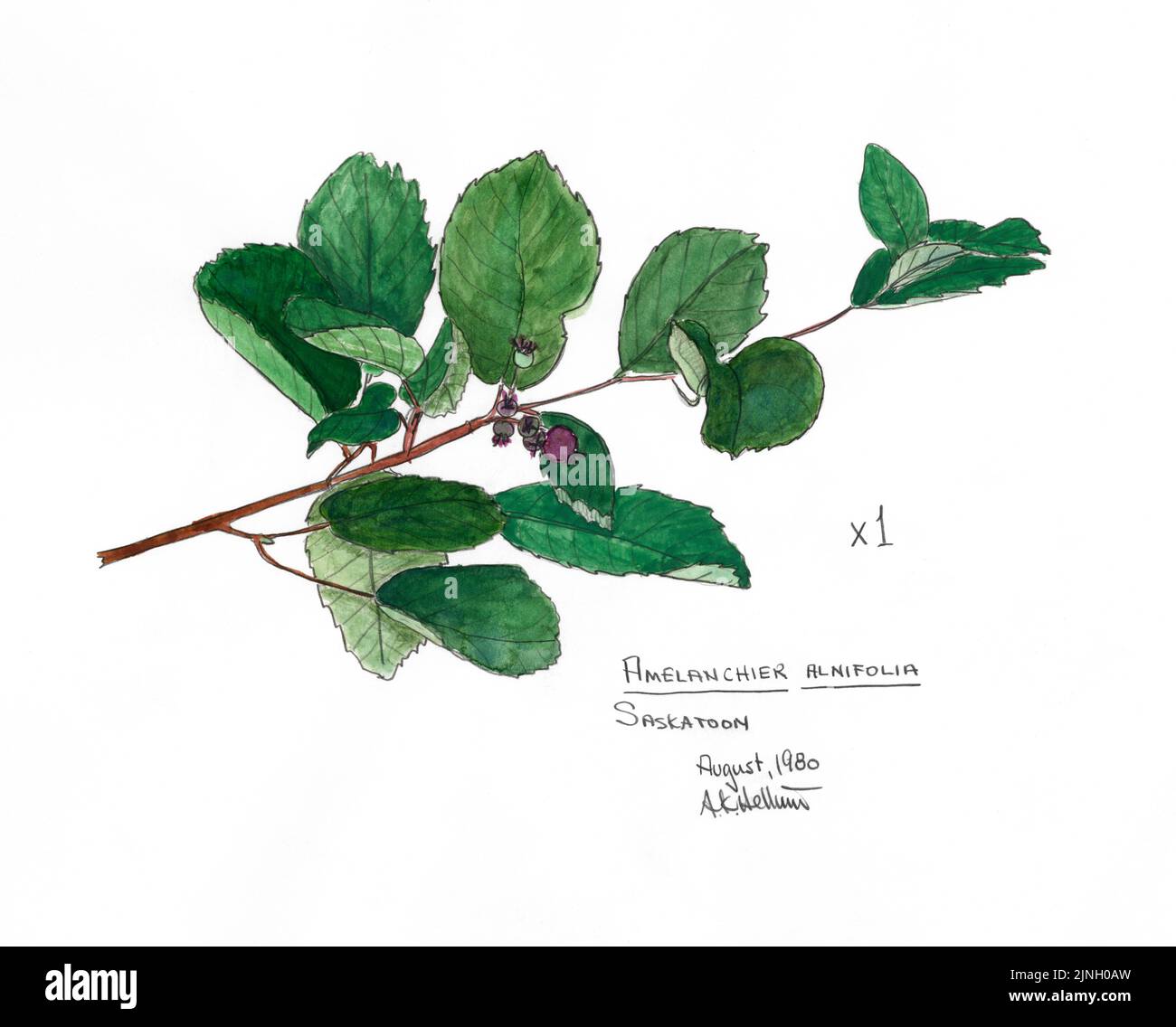 'Saskatoon' Amelanchier alnifolia dipinto da A. Kåre Hellum Agosto, 1980 Foto Stock