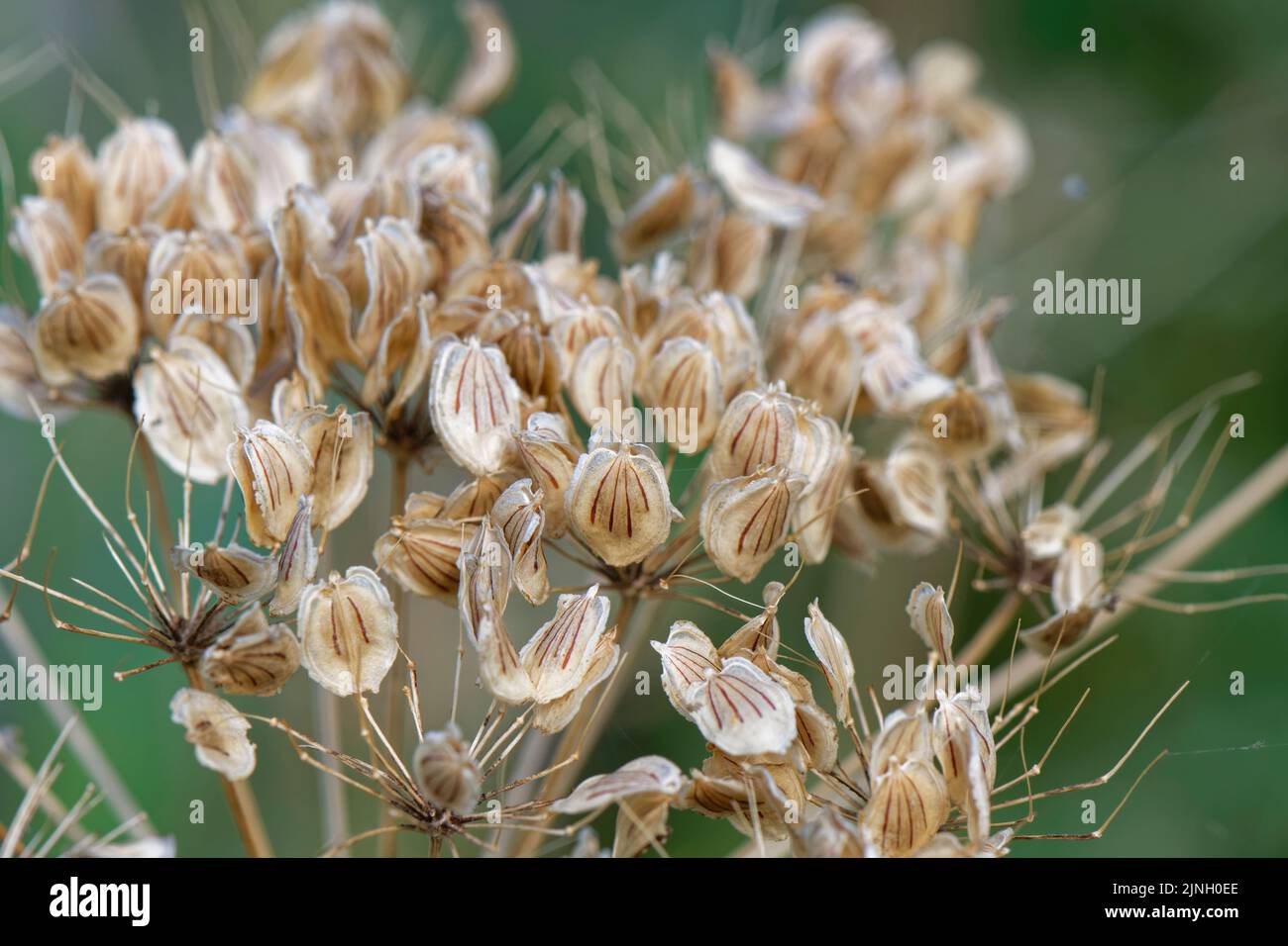 Testa di zizzone comune (Heracleum sphondylium) con semi alati, striati, commestibili, Somerset, Regno Unito, Agosto. Foto Stock