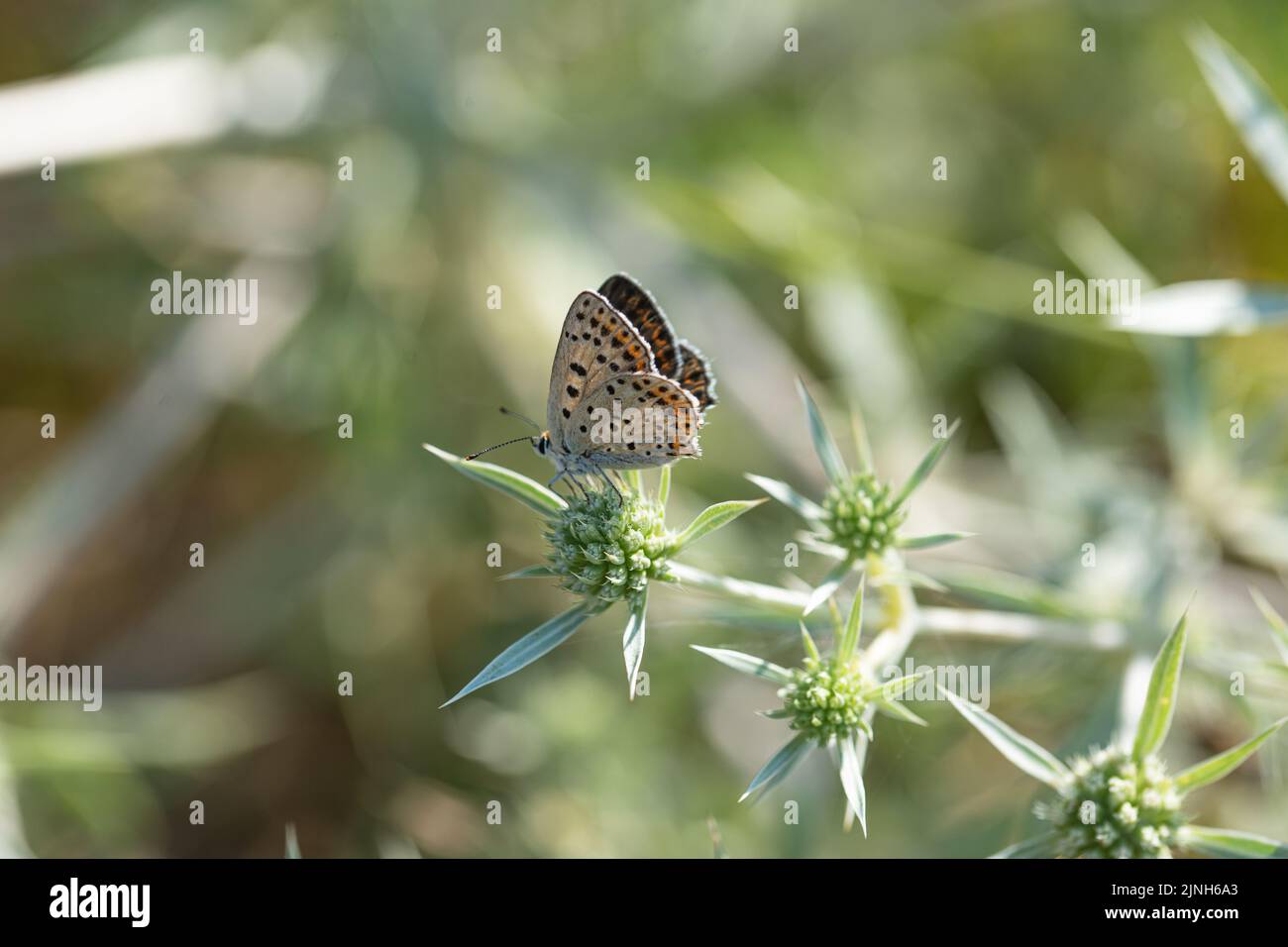 Le farfalle sono insetti nel clade macrolepidopterano Rhopalocera dell'ordine Lepidoptera, che comprende anche le falene. Le farfalle adulte hanno grandi Foto Stock
