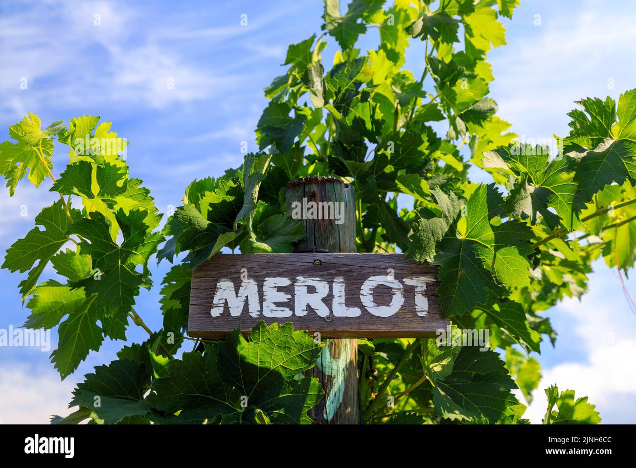 Il Merlot è una varietà di uve da vino di colore blu scuro, che viene utilizzata sia come uva da taglio che per vini varietali. Foto Stock