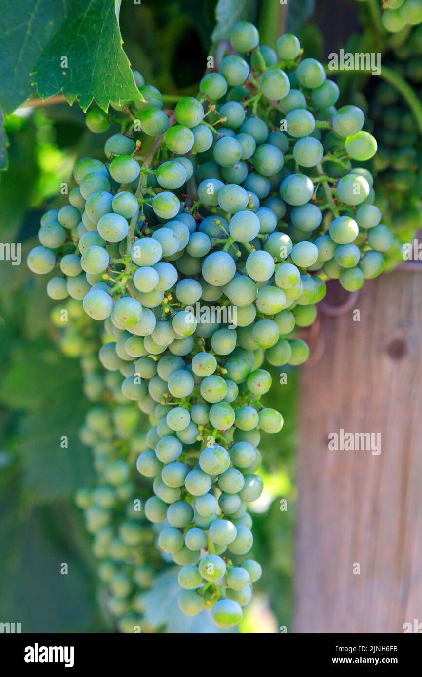 Il Merlot è una varietà di uve da vino di colore blu scuro, che viene utilizzata sia come uva da taglio che per vini varietali. Foto Stock