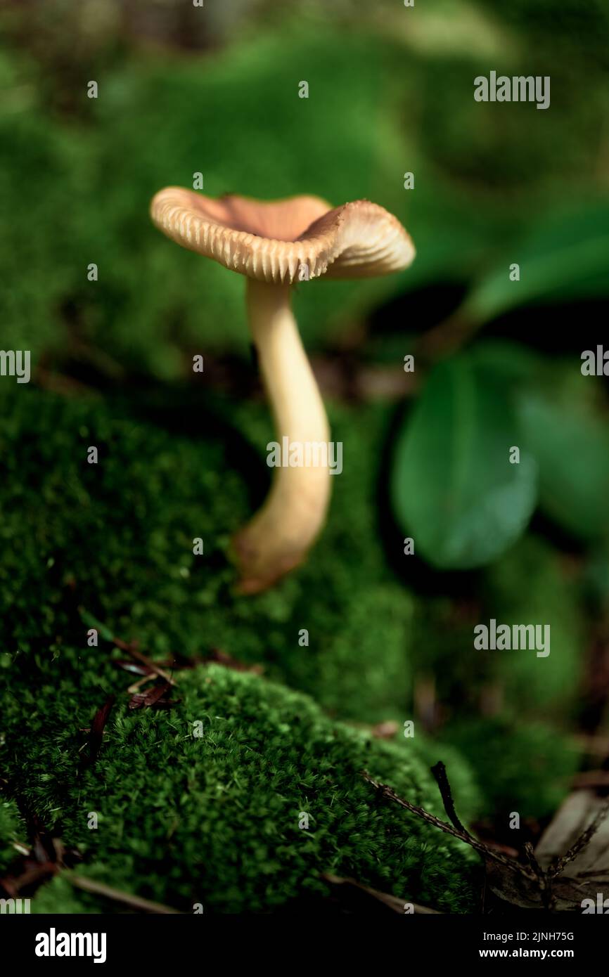 Immagine macro di un singolo fungo con un gambo curvo che cresce dalla base di un albero ricoperto di muschio con foglie di rododendro sullo sfondo Foto Stock