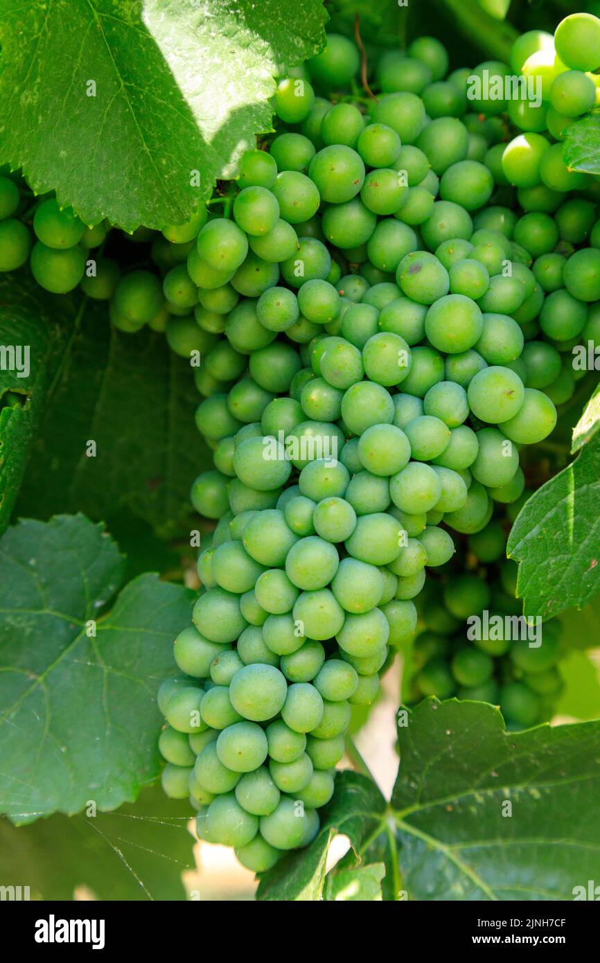 Il Sauvignon blanc è un vitigno a pelle verde che proviene dalla regione di Bordeaux in Francia. Foto Stock