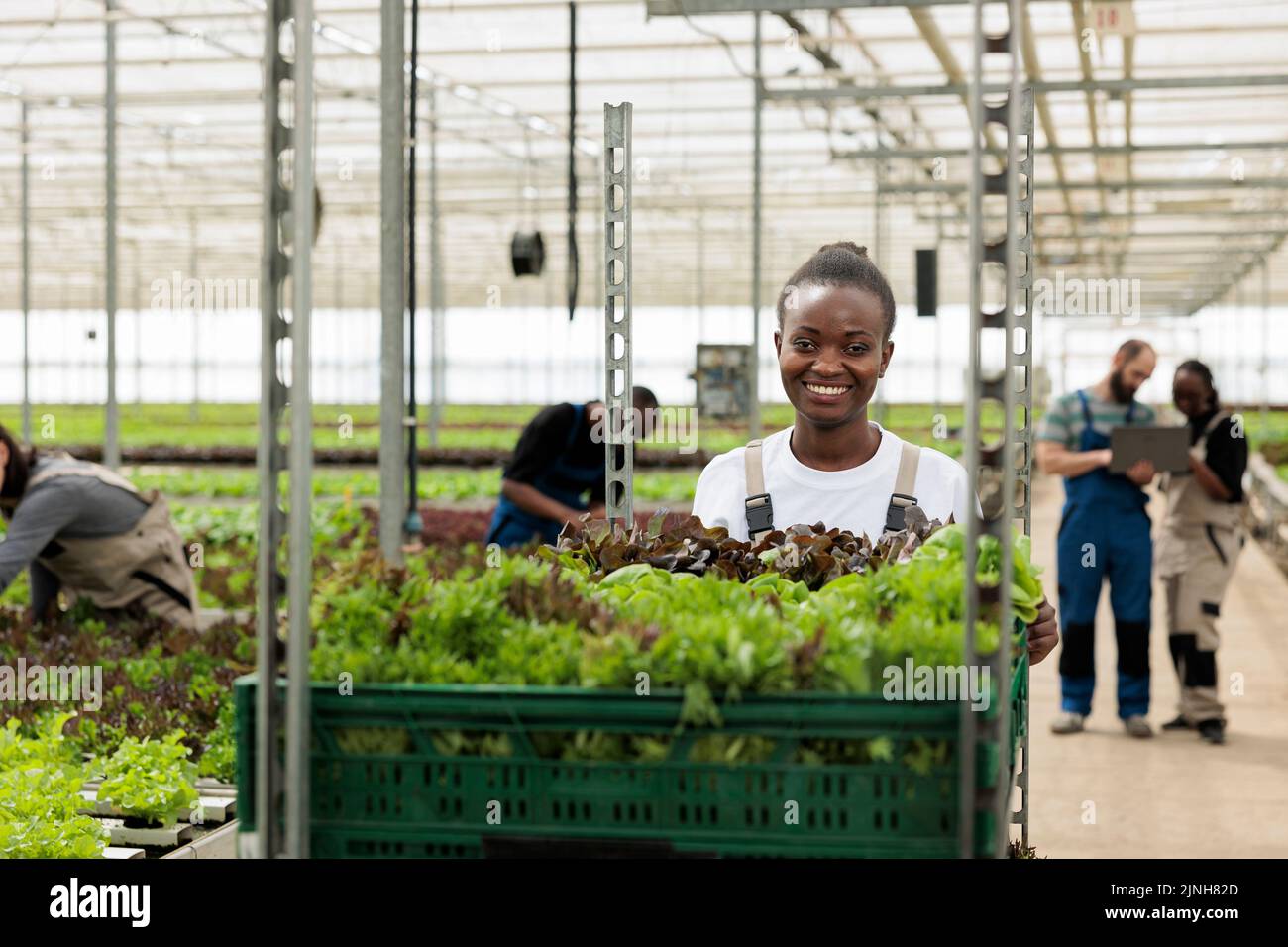 Ritratto del lavoratore afro-americano serra che spinge rack di casse con diversi tipi di lattuga per la consegna. Donna che sposta il raccolto mentre gli ingegneri utilizzano un computer portatile per controllare il sistema idroponico. Foto Stock