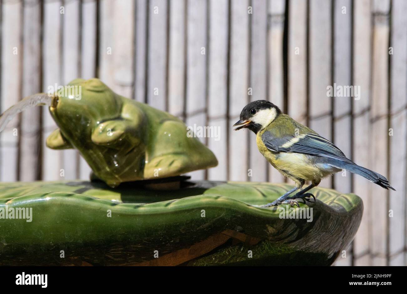 Tette blu, tette blu giardino Foto Stock