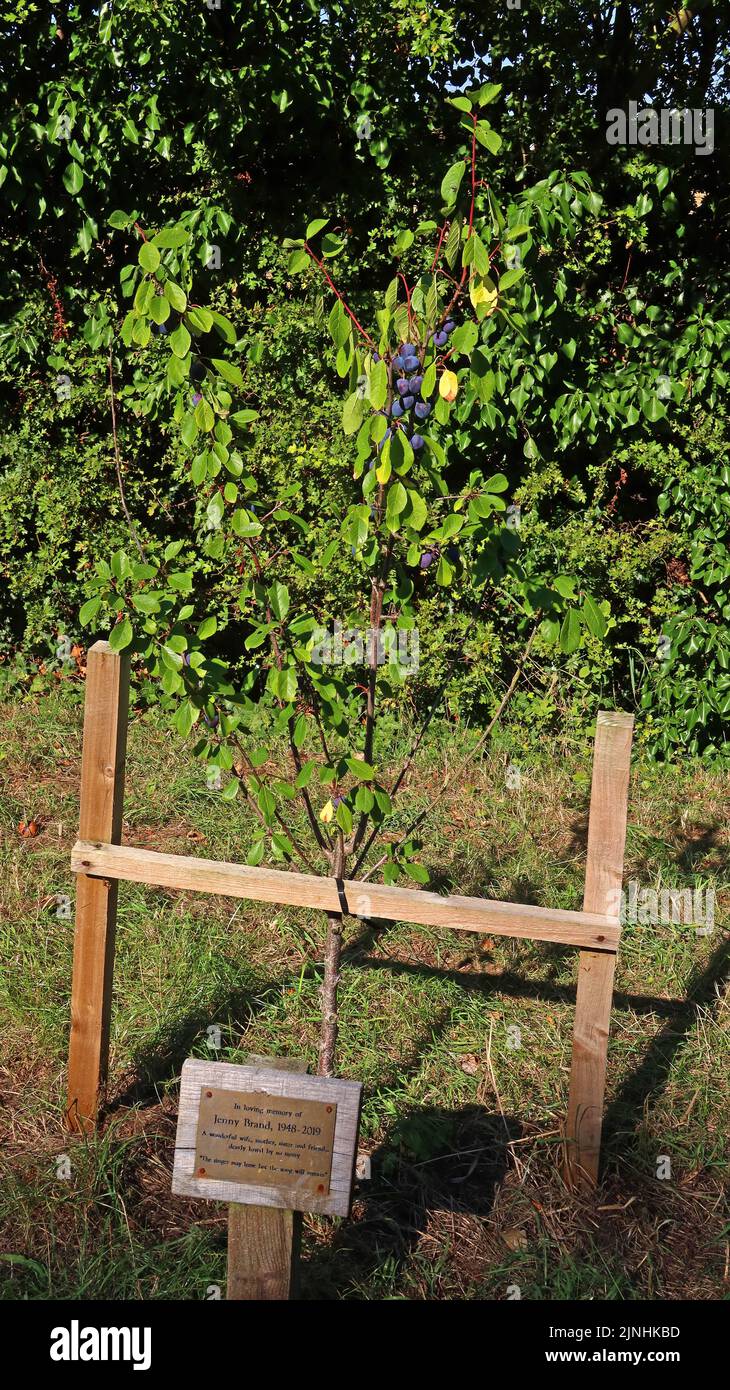Damson Tree Jenny Brand 1948-2019 commemorazione a Nantwich Marina, Basin End, Chester Road, Nantwich, Cheshire, Inghilterra, CW5 8LB Foto Stock